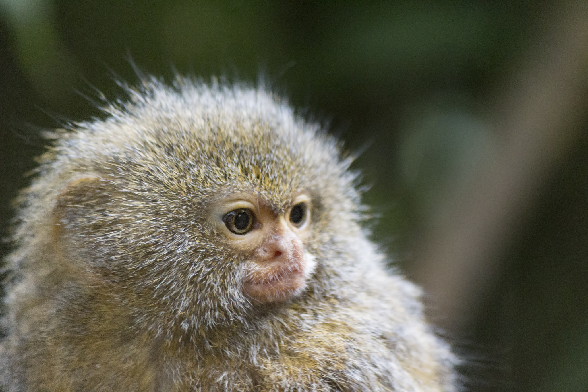 Canon EF-S 55-250mm F4-5.6 IS II sample photo. Pygmy marmoset photography