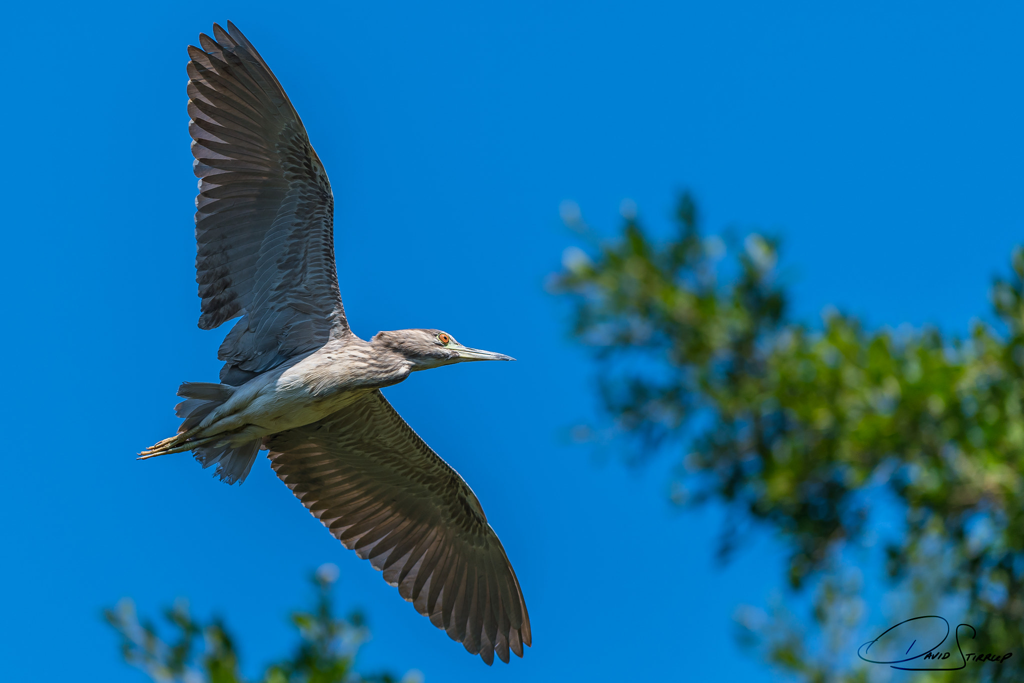Nikon AF-S Nikkor 300mm F2.8G ED VR II sample photo. Nerf-herder photography