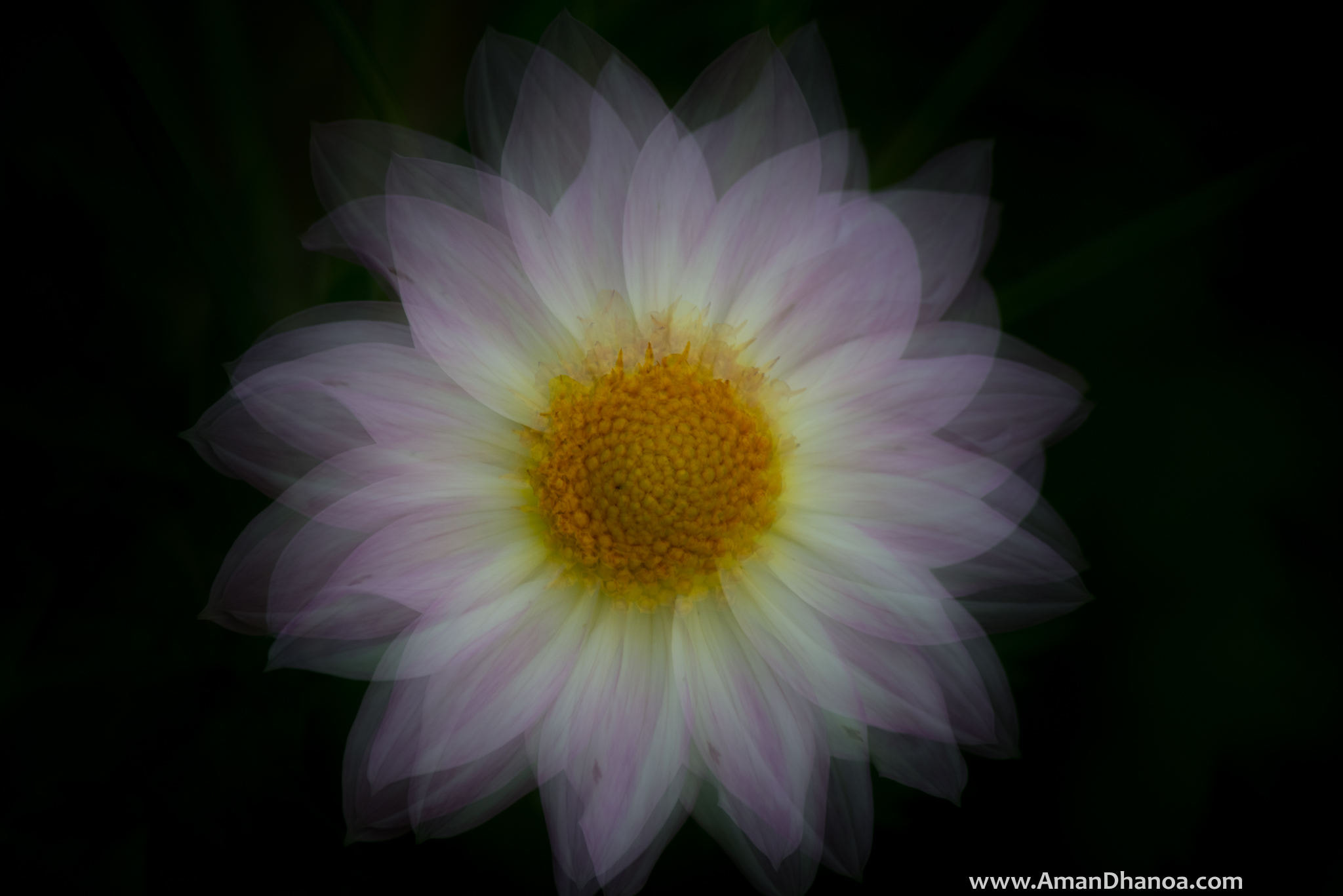 Nikon D610 sample photo. Dreamy flower photography
