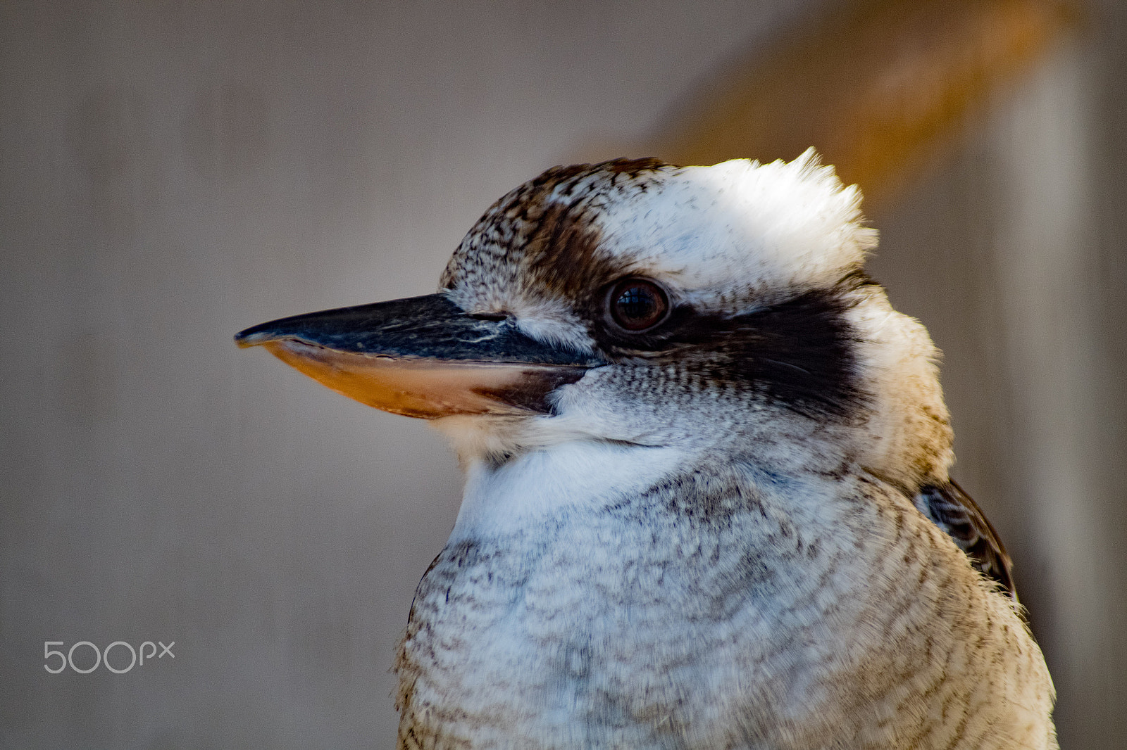 Pentax K-S2 + Sigma sample photo. Laughing kookaburra photography