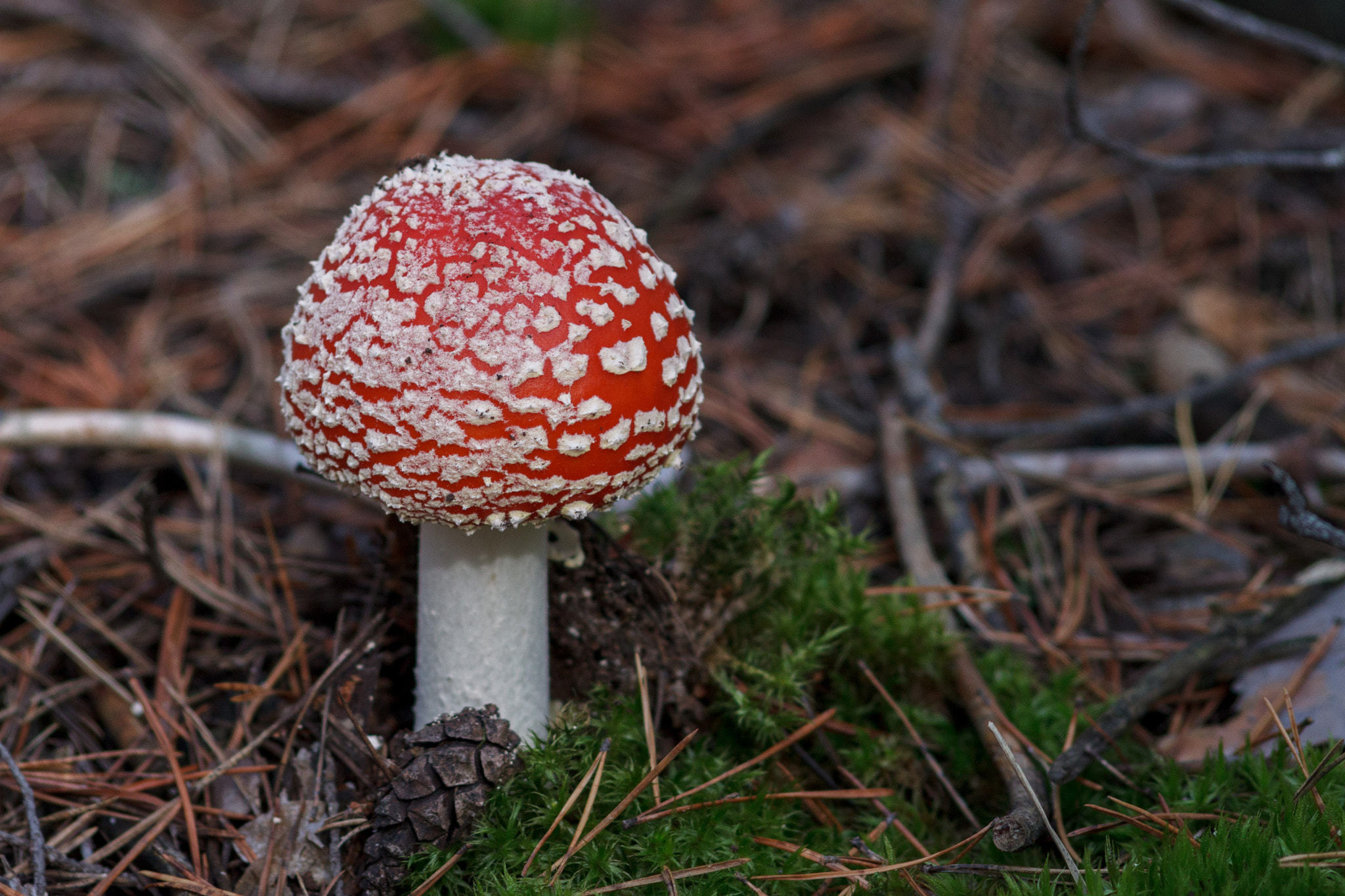 Canon EOS 500D (EOS Rebel T1i / EOS Kiss X3) + Canon EF 70-210mm f/4 sample photo. Amanita muscaria photography
