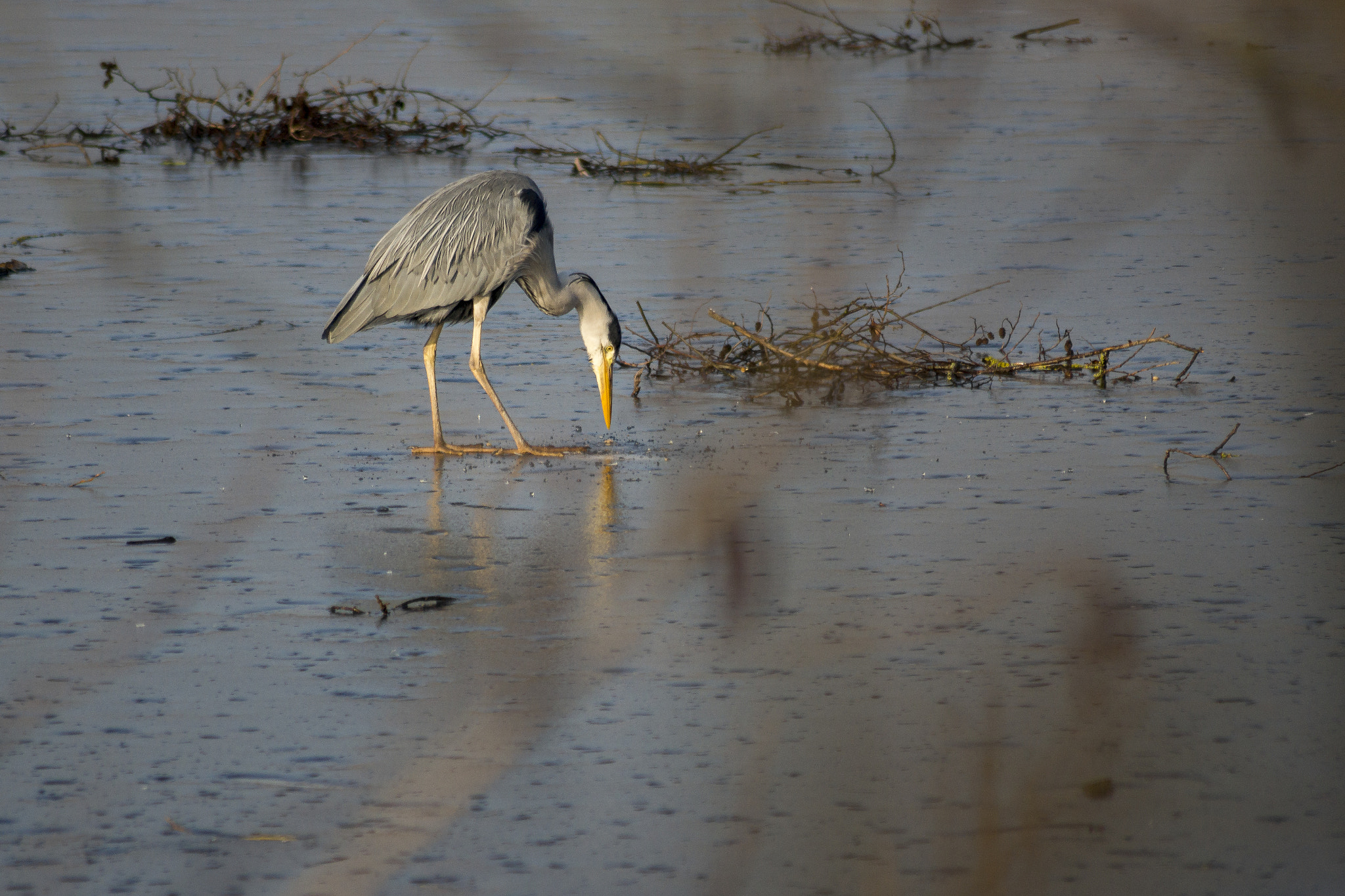 Sony 75-300mm F4.5-5.6 sample photo. I can see you! photography