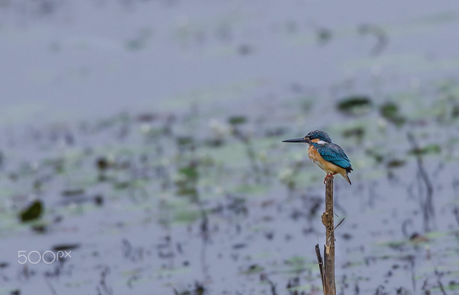 Nikon AF-S Nikkor 200-500mm F5.6E ED VR sample photo. King fish her photography