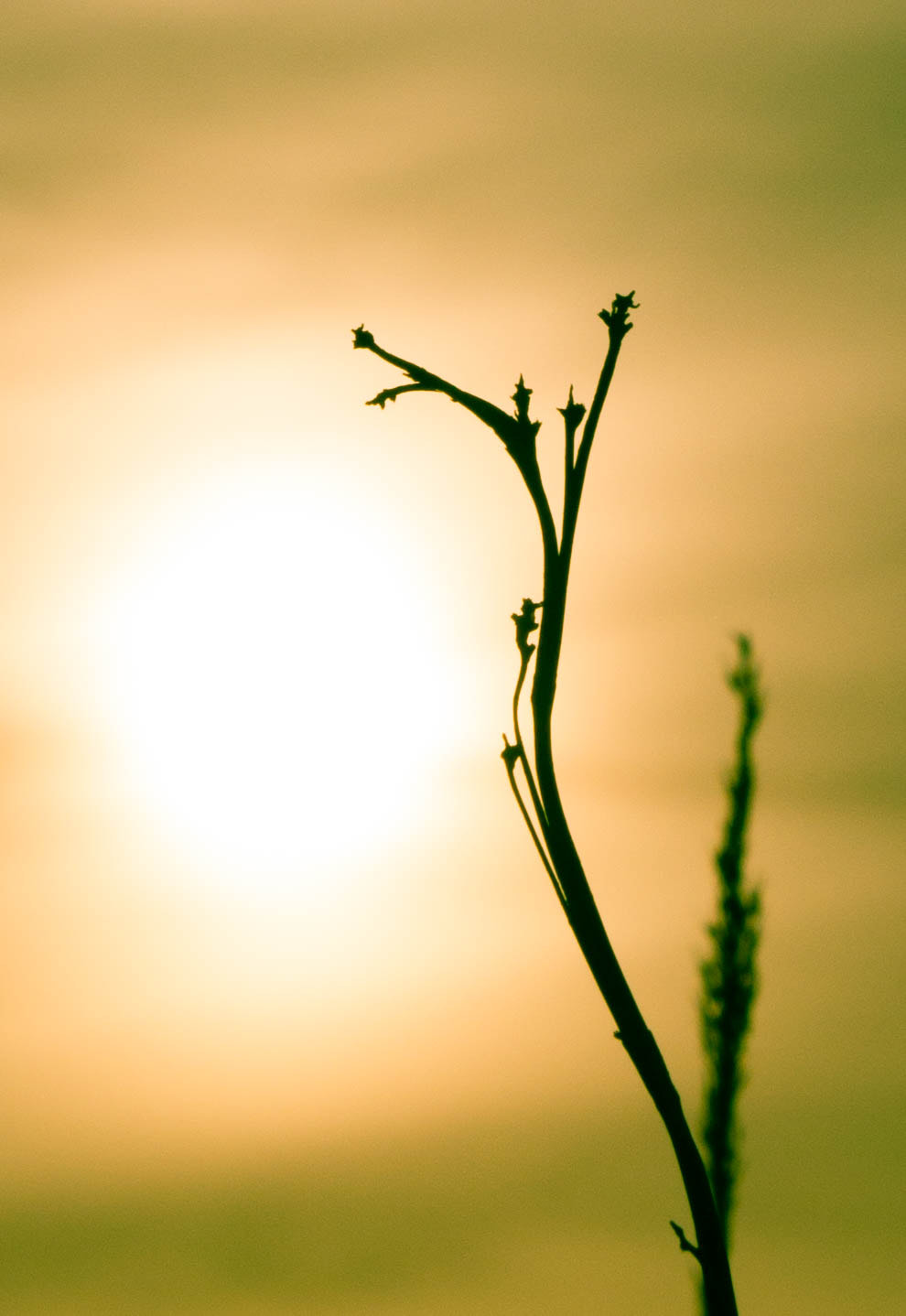 Tamron SP AF 17-50mm F2.8 XR Di II LD Aspherical (IF) sample photo. Bow to the sun photography