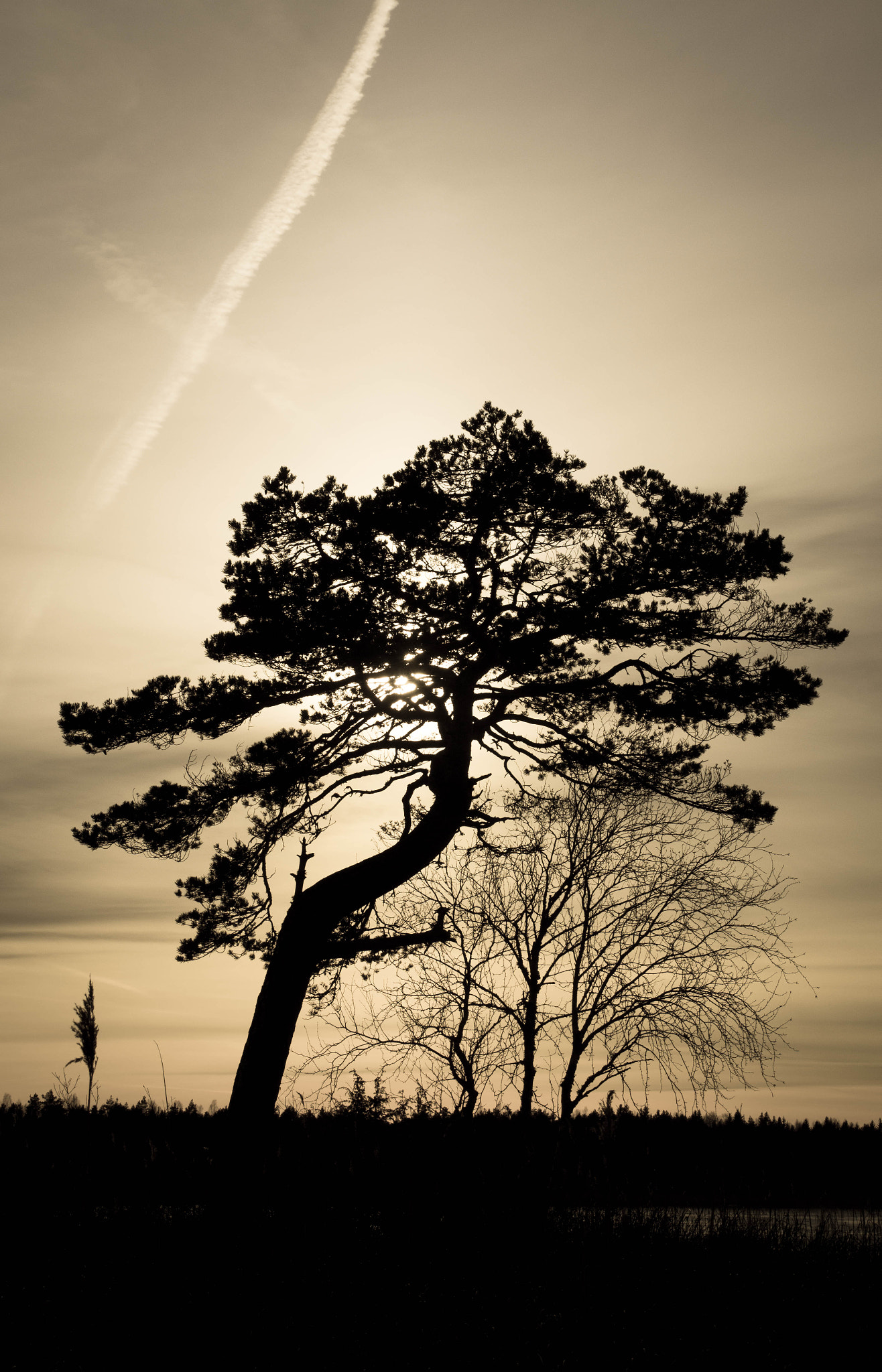 Tamron SP AF 17-50mm F2.8 XR Di II LD Aspherical (IF) sample photo. Tree of hope photography