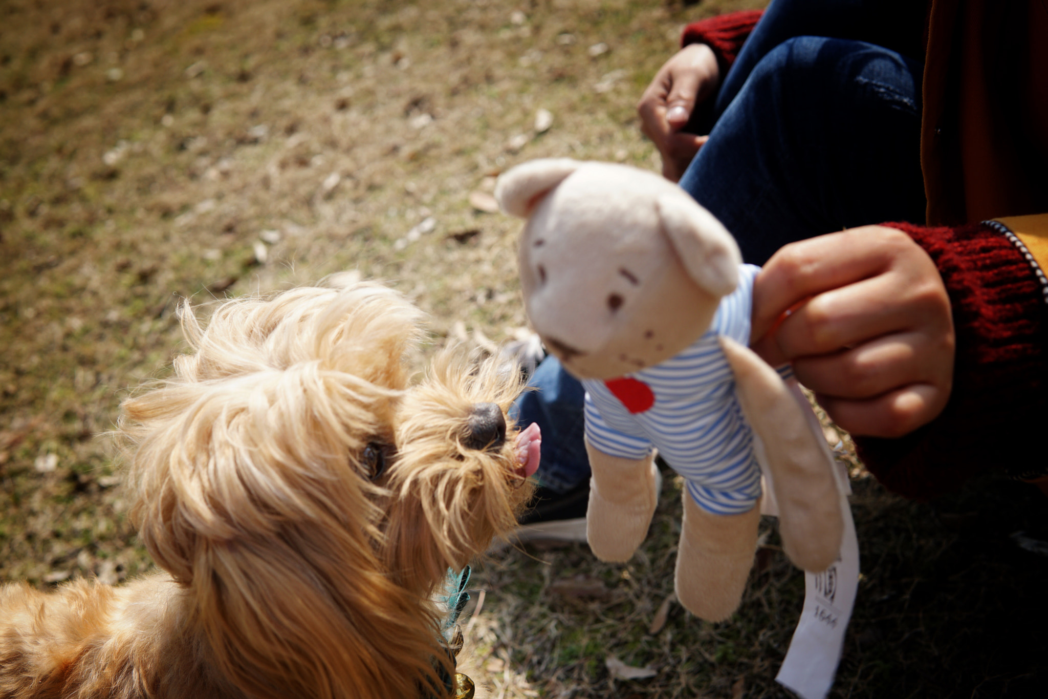 Sony a6000 + Sigma 30mm F1.4 DC DN | C sample photo. Dog and teddy bear photography