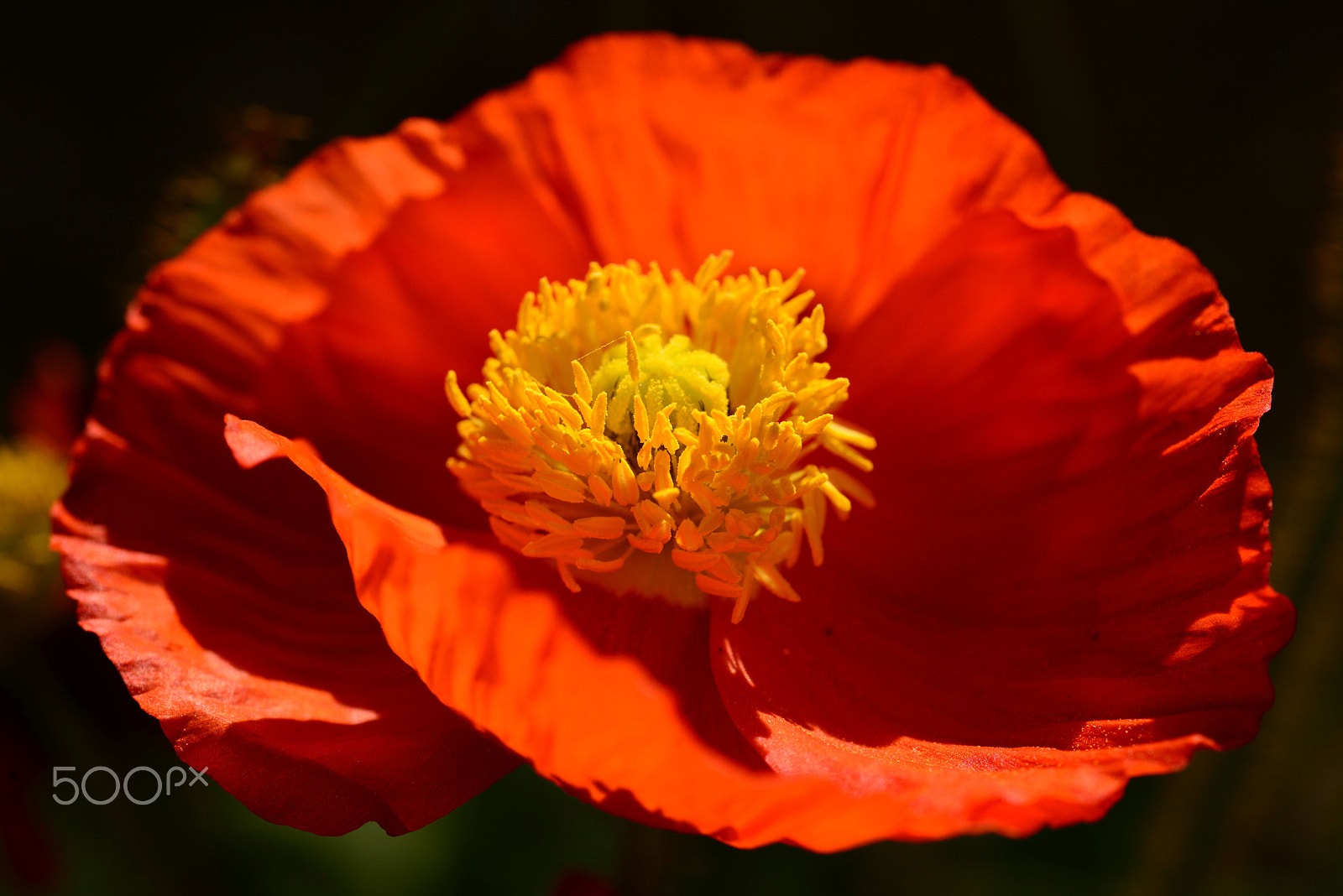 Nikon D800 + Sigma 70mm F2.8 EX DG Macro sample photo. Desire of summer photography