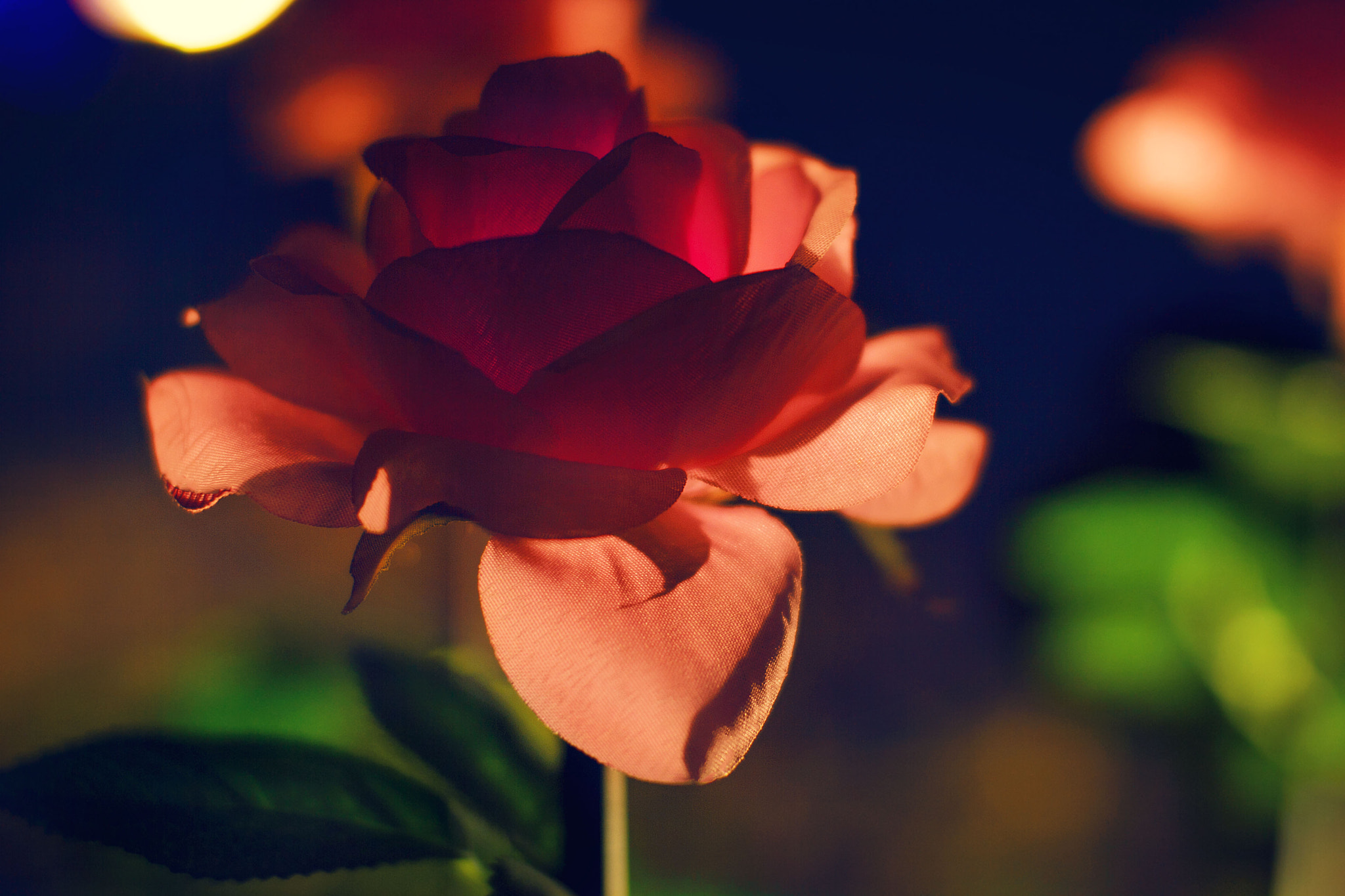 Sigma 50mm F1.4 EX DG HSM sample photo. Rose photography
