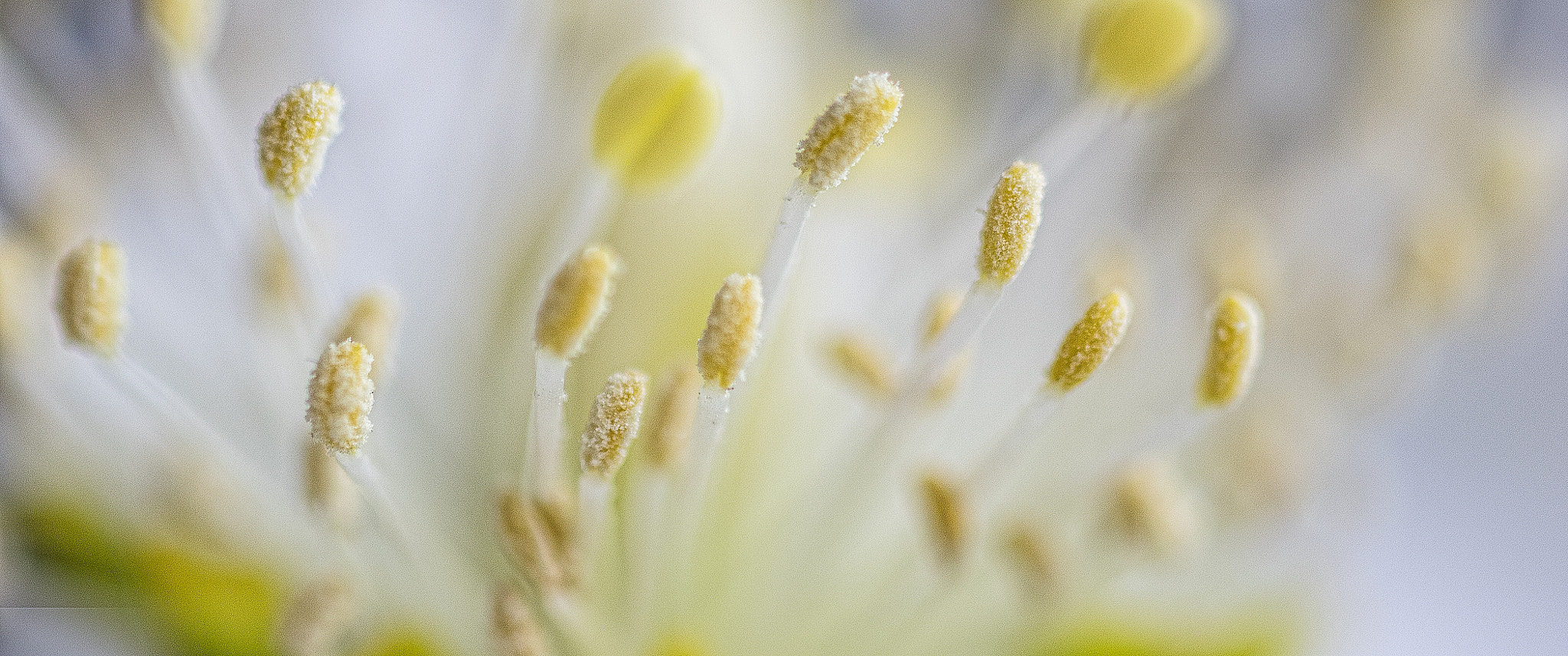 smc PENTAX-F MACRO 50mm F2.8 sample photo. The heart of the matter photography