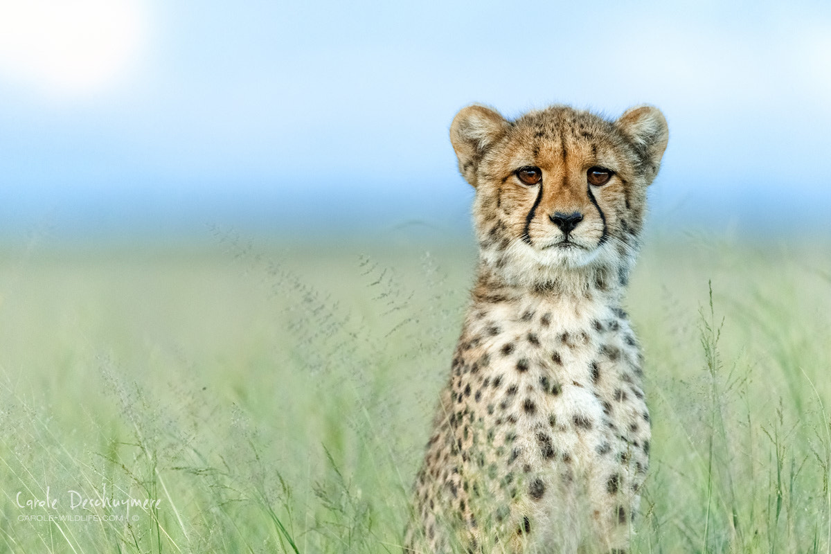 Canon EF 200-400mm F4L IS USM Extender 1.4x sample photo. Cheetah portrait photography