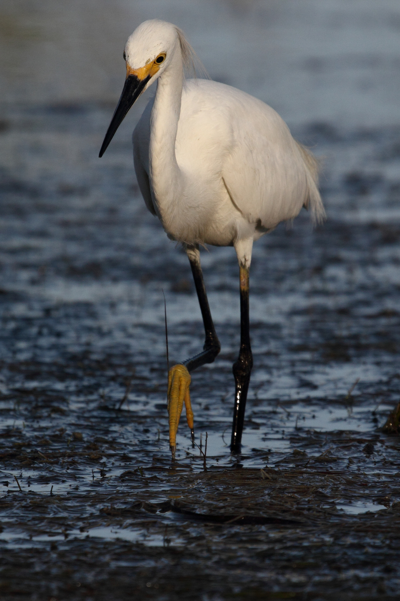 Canon EF 100-400mm F4.5-5.6L IS USM sample photo. Snowy egret photography