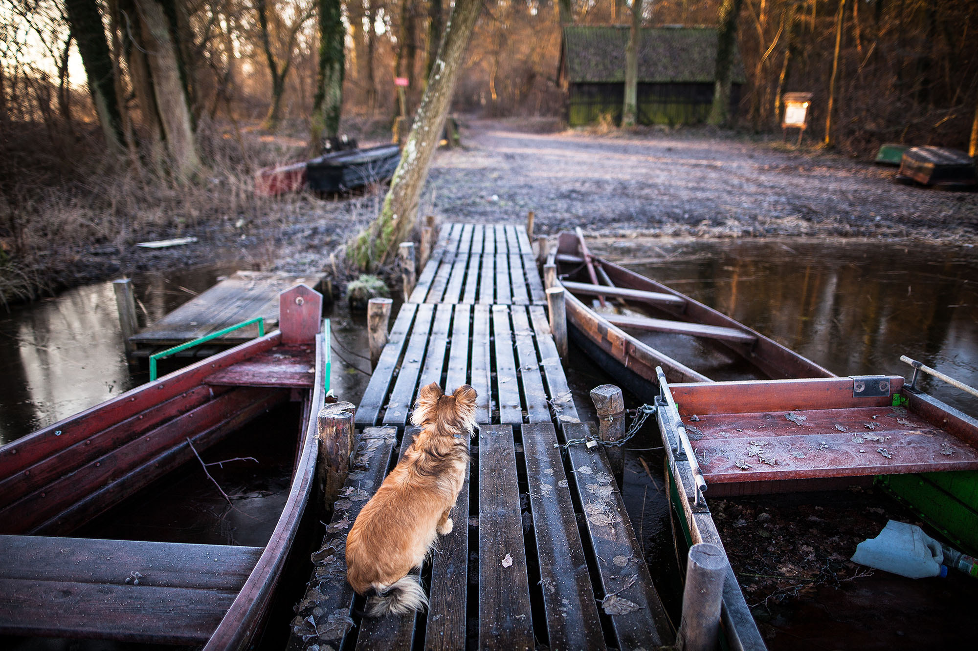 Canon EOS 5D Mark II + Sigma 24mm F1.4 DG HSM Art sample photo. Morning walk somewhere away from concrete. photography