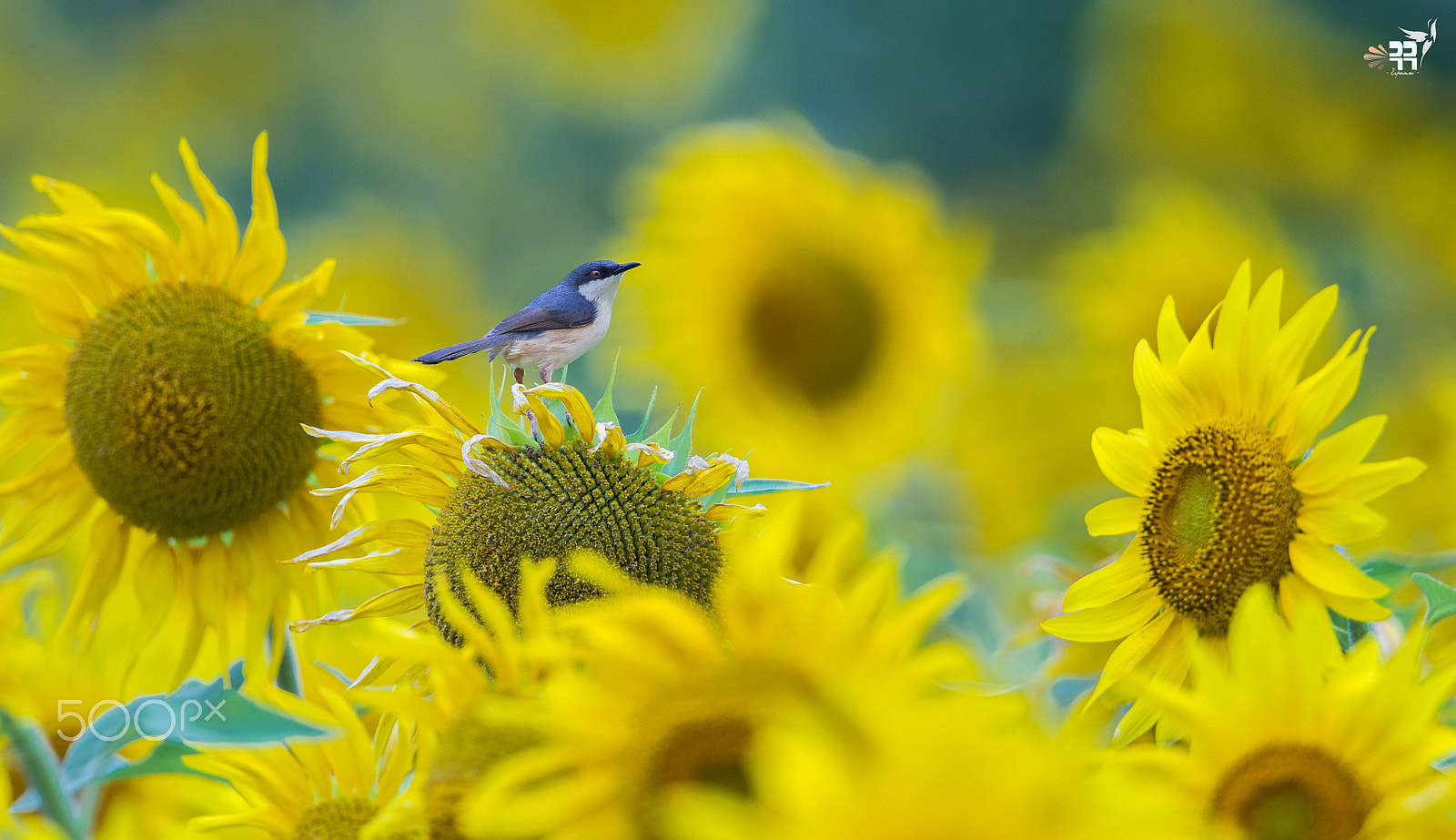 Canon EF 500mm F4L IS II USM sample photo. Bed of flowers photography