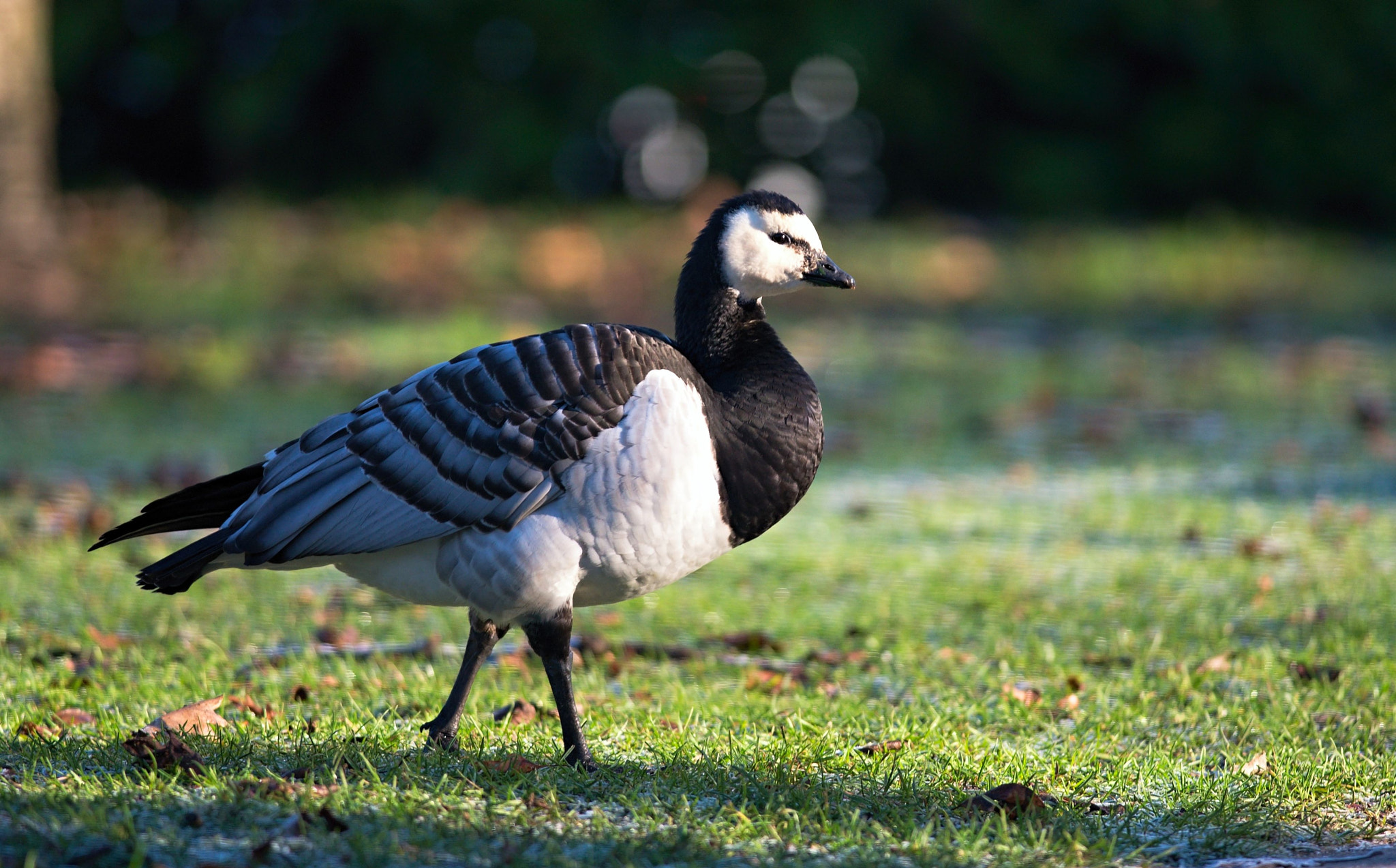 Nikon D610 + Nikon AF-S Nikkor 300mm F4D ED-IF sample photo. Barnacle goose photography