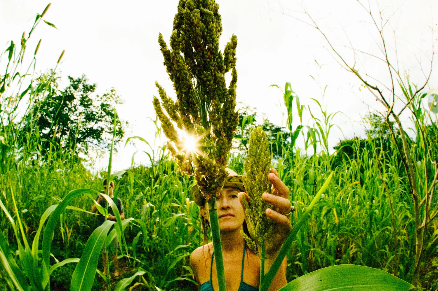 Canon EOS-1Ds sample photo. The 100% organic sorghum is maturing nicely at the #softfootalliance hq photography