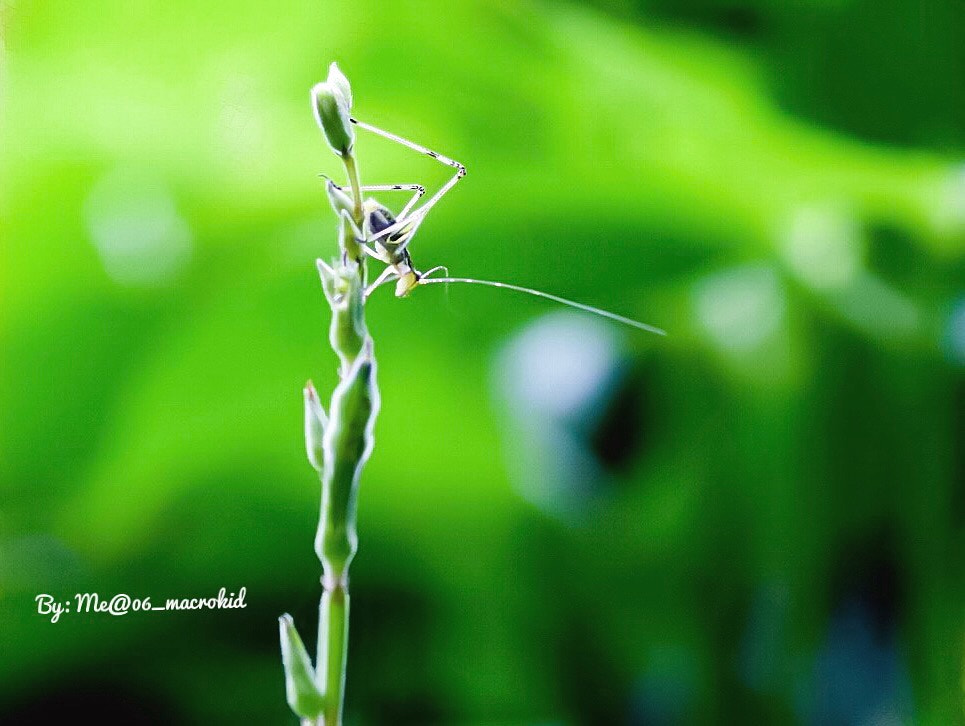 Canon EOS 100D (EOS Rebel SL1 / EOS Kiss X7) + Tamron SP AF 90mm F2.8 Di Macro sample photo. Hijau photography