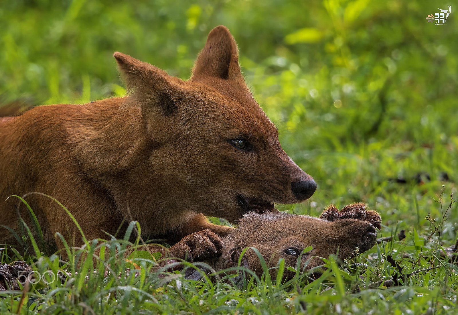 Canon EF 500mm F4L IS II USM sample photo. Prey and predator photography