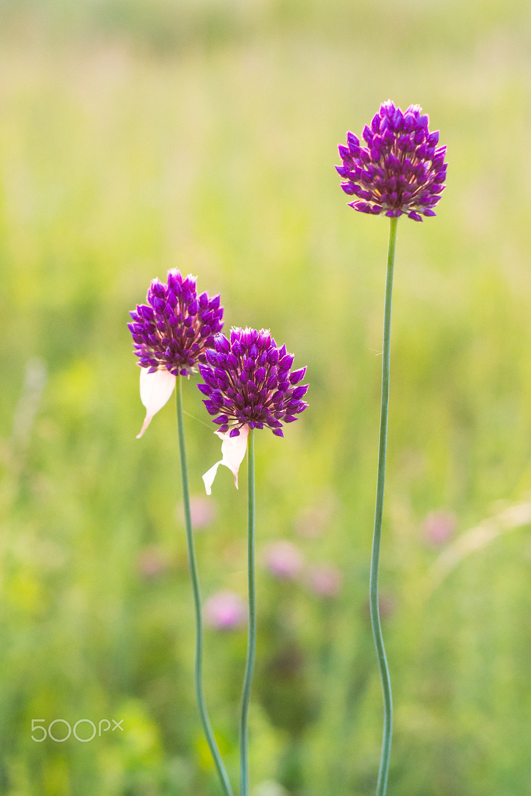 Nikon D3100 + Nikon AF Nikkor 50mm F1.8D sample photo. Nice simplicity photography