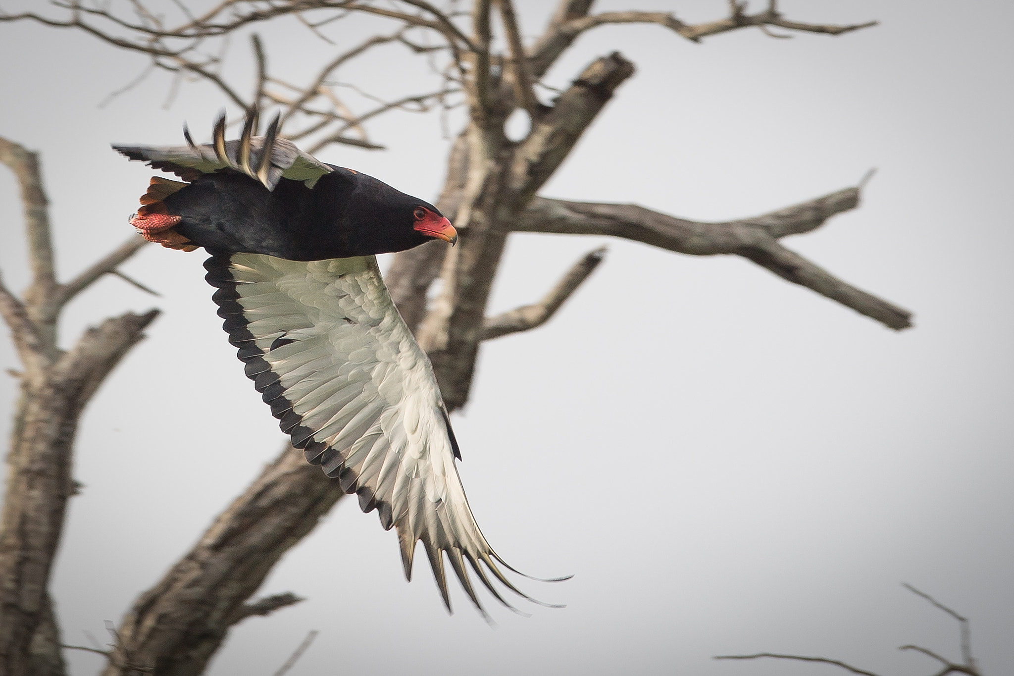 Nikon D5 + Nikon AF-S Nikkor 400mm F2.8G ED VR II sample photo. Bateleur photography