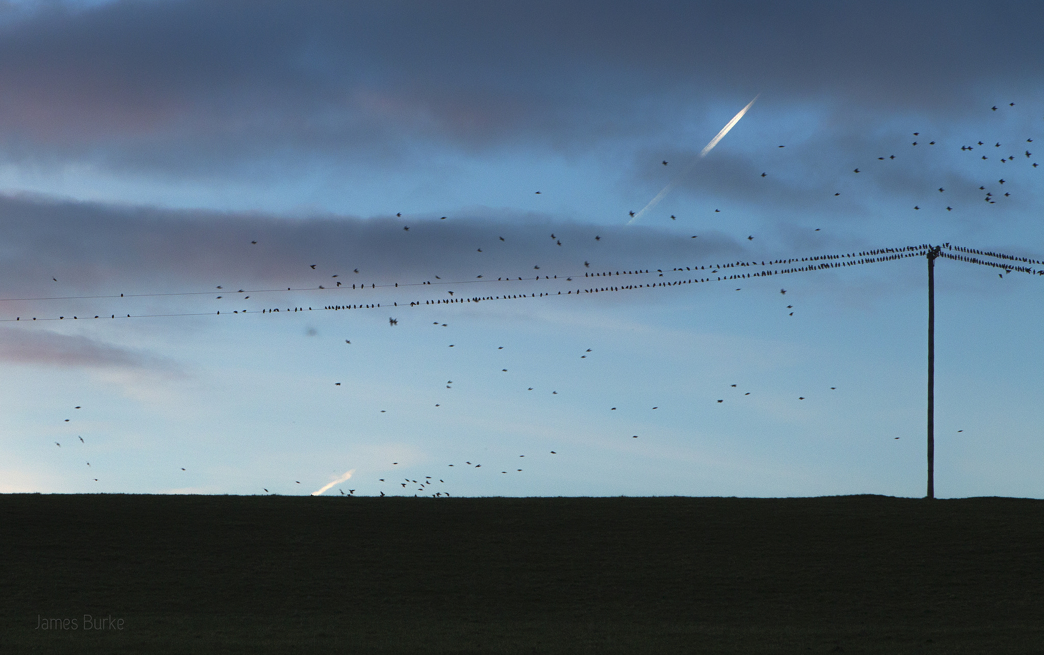 Canon EOS 70D + Canon EF 24-70mm F2.8L USM sample photo. Starlings photography