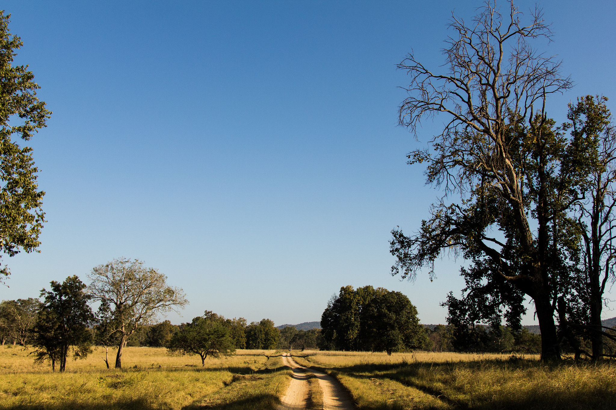 Canon EOS 550D (EOS Rebel T2i / EOS Kiss X4) + Canon EF 24-105mm F4L IS USM sample photo. The kanha maidan photography