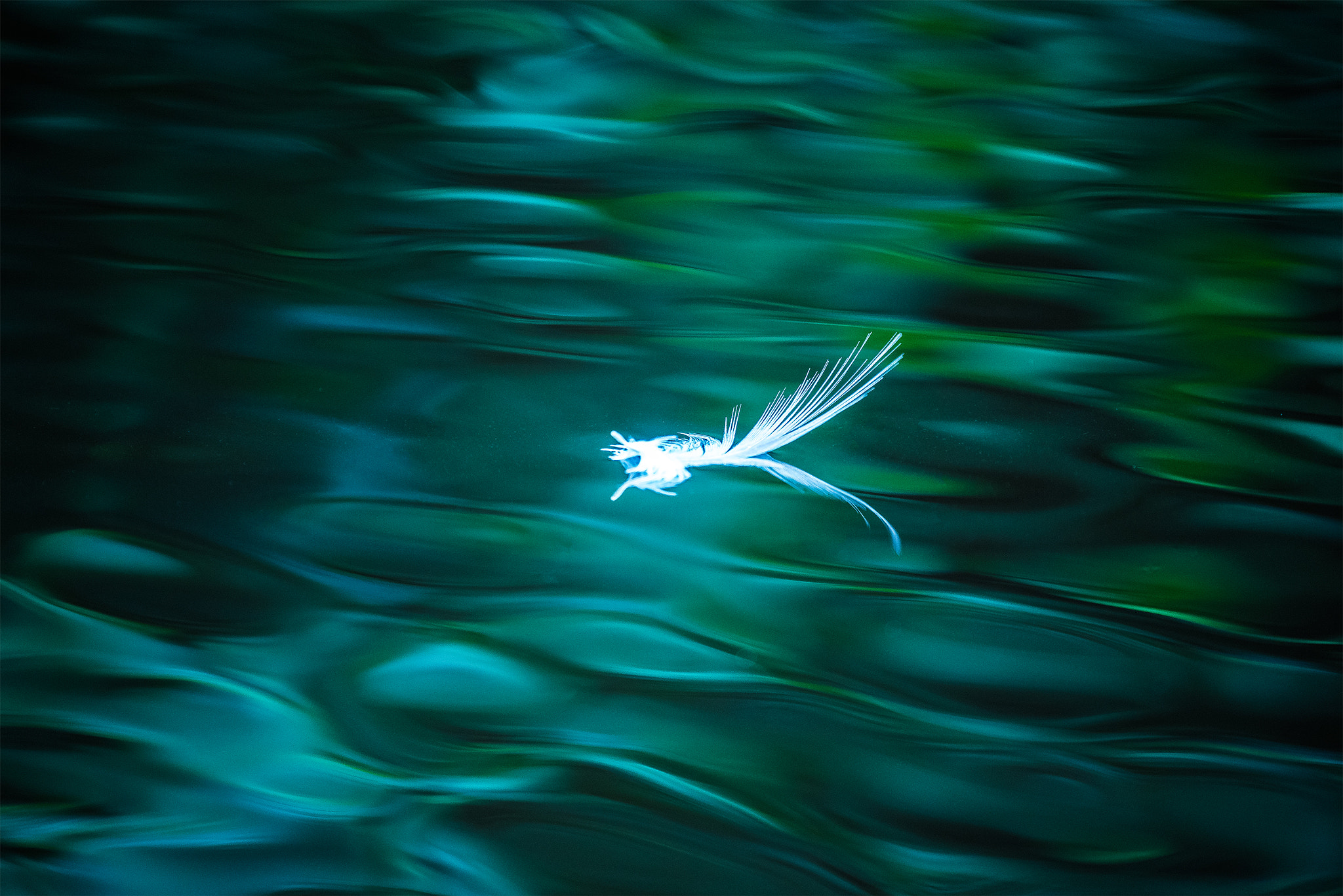 Nikon Nikkor AF-S 300mm F4E PF ED VR sample photo. The lightheartedness of being photography