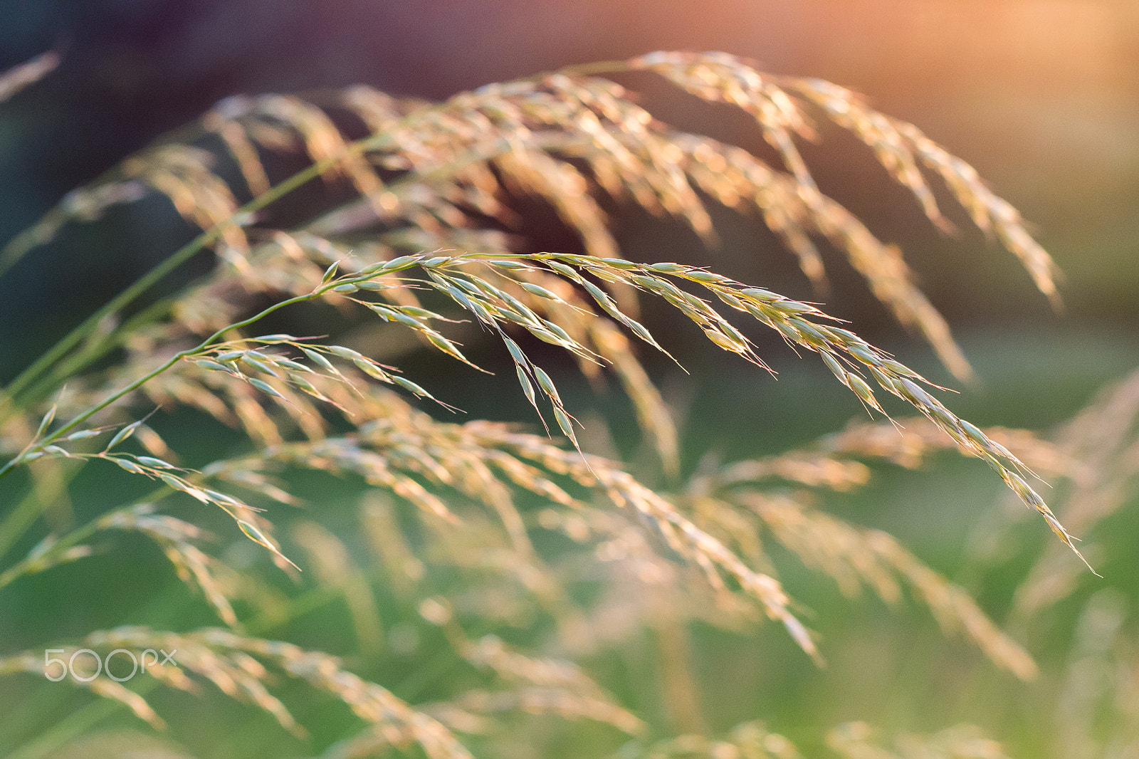 Nikon D3100 + Nikon AF Nikkor 50mm F1.8D sample photo. Golden hour photography