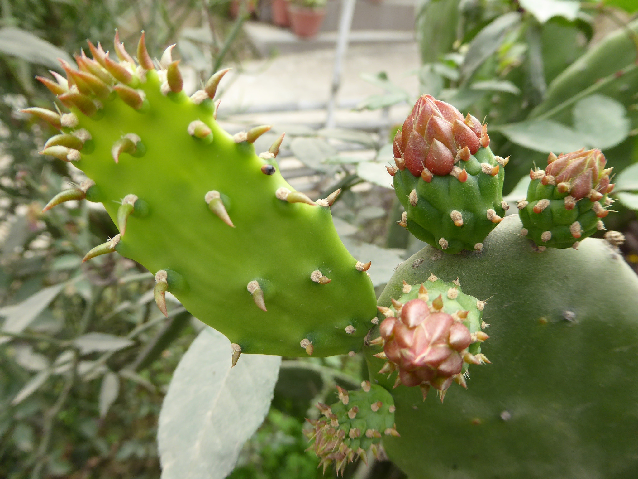 Panasonic Lumix DMC-ZS40 (Lumix DMC-TZ60) sample photo. Cactus flower photography