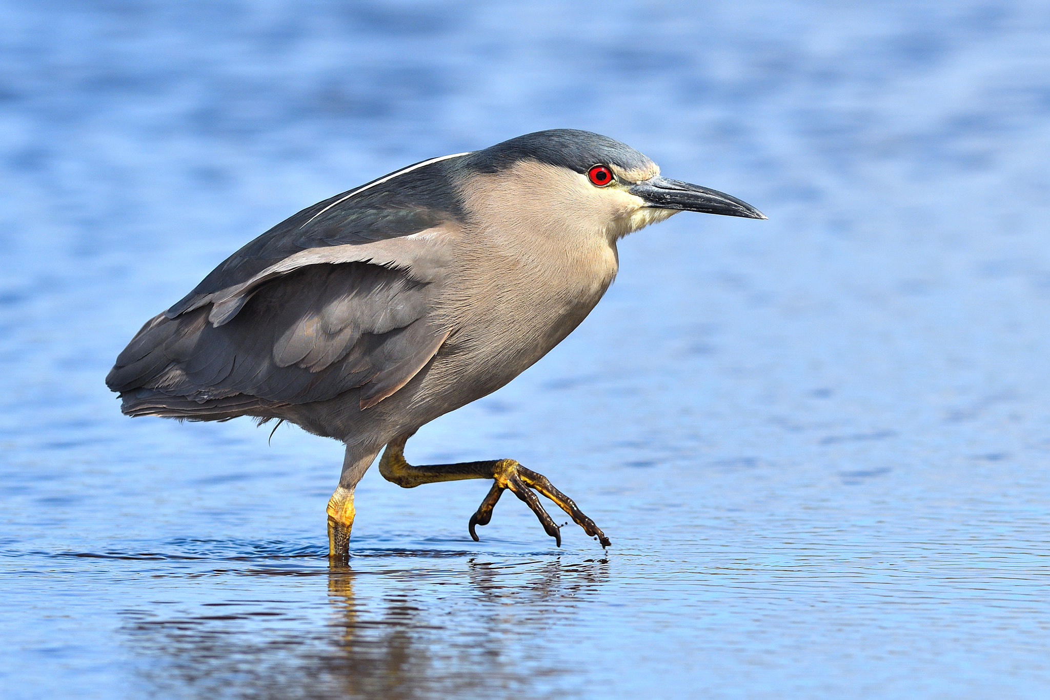 Nikon AF-S Nikkor 300mm F2.8G ED VR II sample photo. Black-crowned night heron (adult) photography