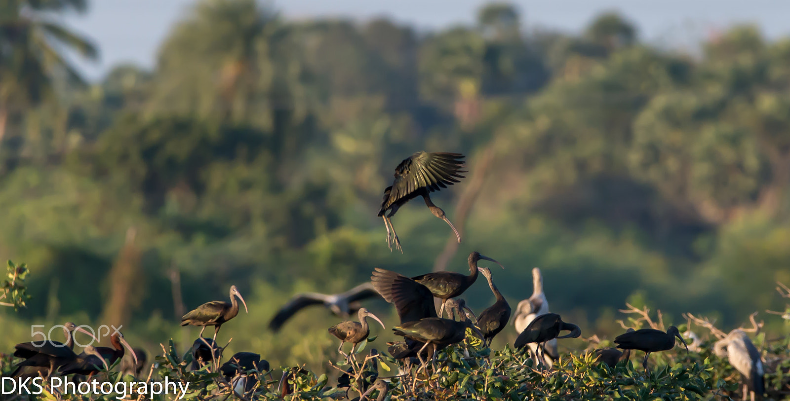 Sigma 150-600mm F5-6.3 DG OS HSM | C sample photo. Black lbis photography