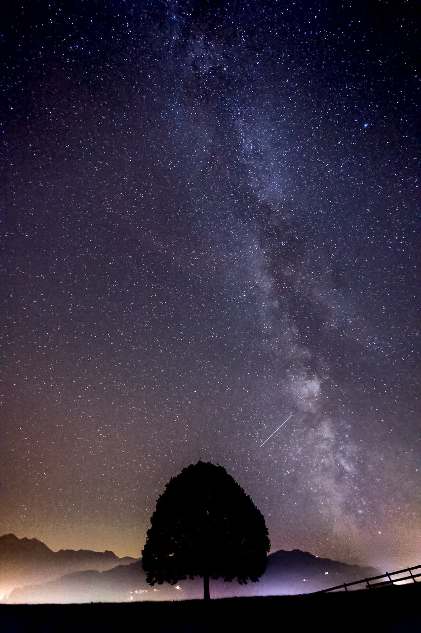 Sony a7 II + Voigtlander SUPER WIDE-HELIAR 15mm F4.5 III sample photo. Tree and cosmos photography