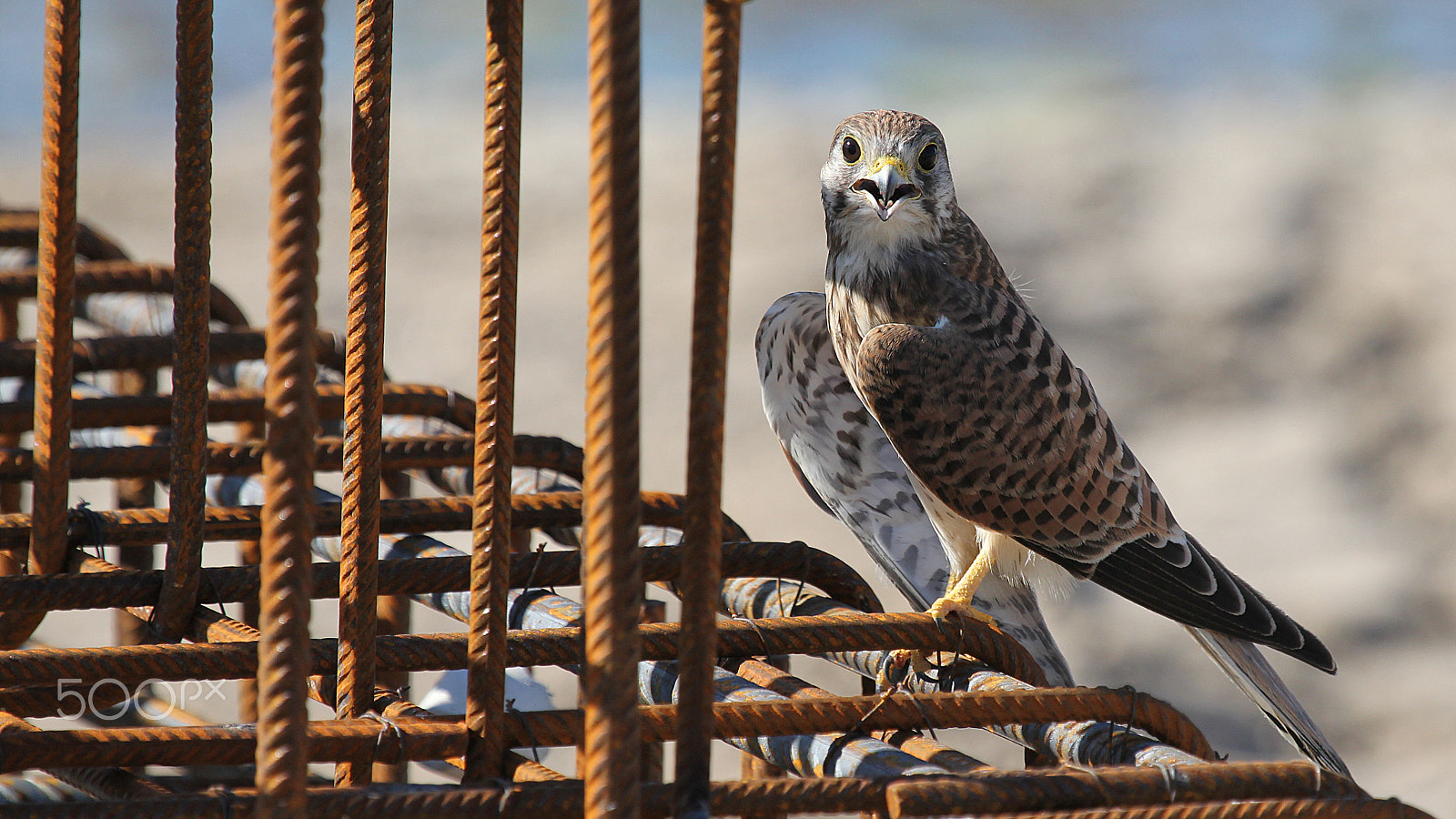 Canon EOS 60D + Canon EF 100-400mm F4.5-5.6L IS USM sample photo. Kestrel photography
