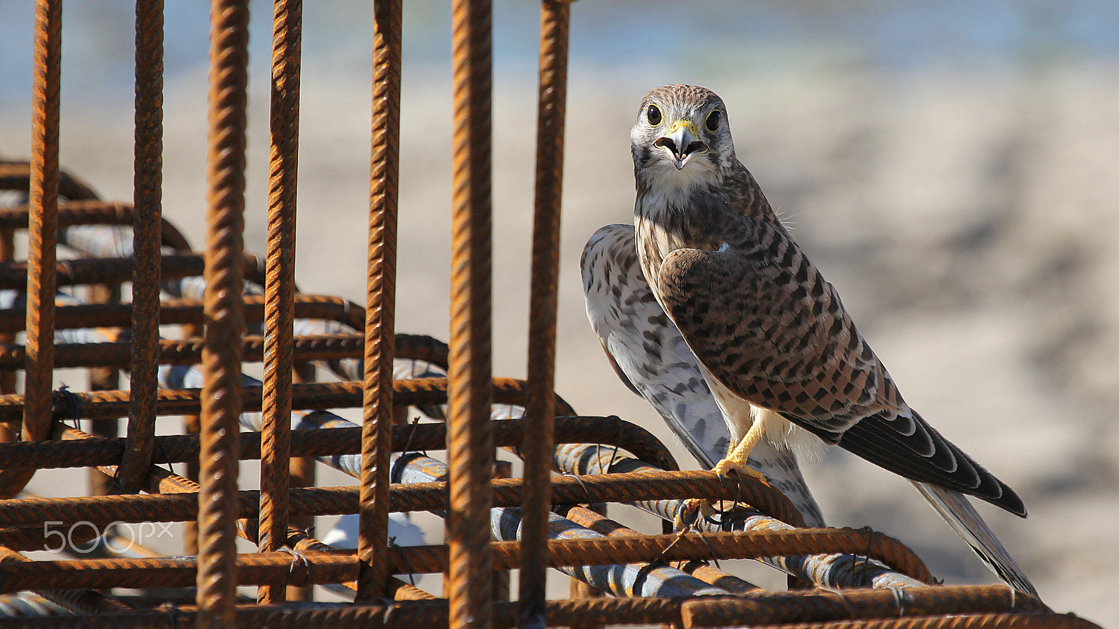 Canon EF 100-400mm F4.5-5.6L IS USM sample photo. Kestrel photography