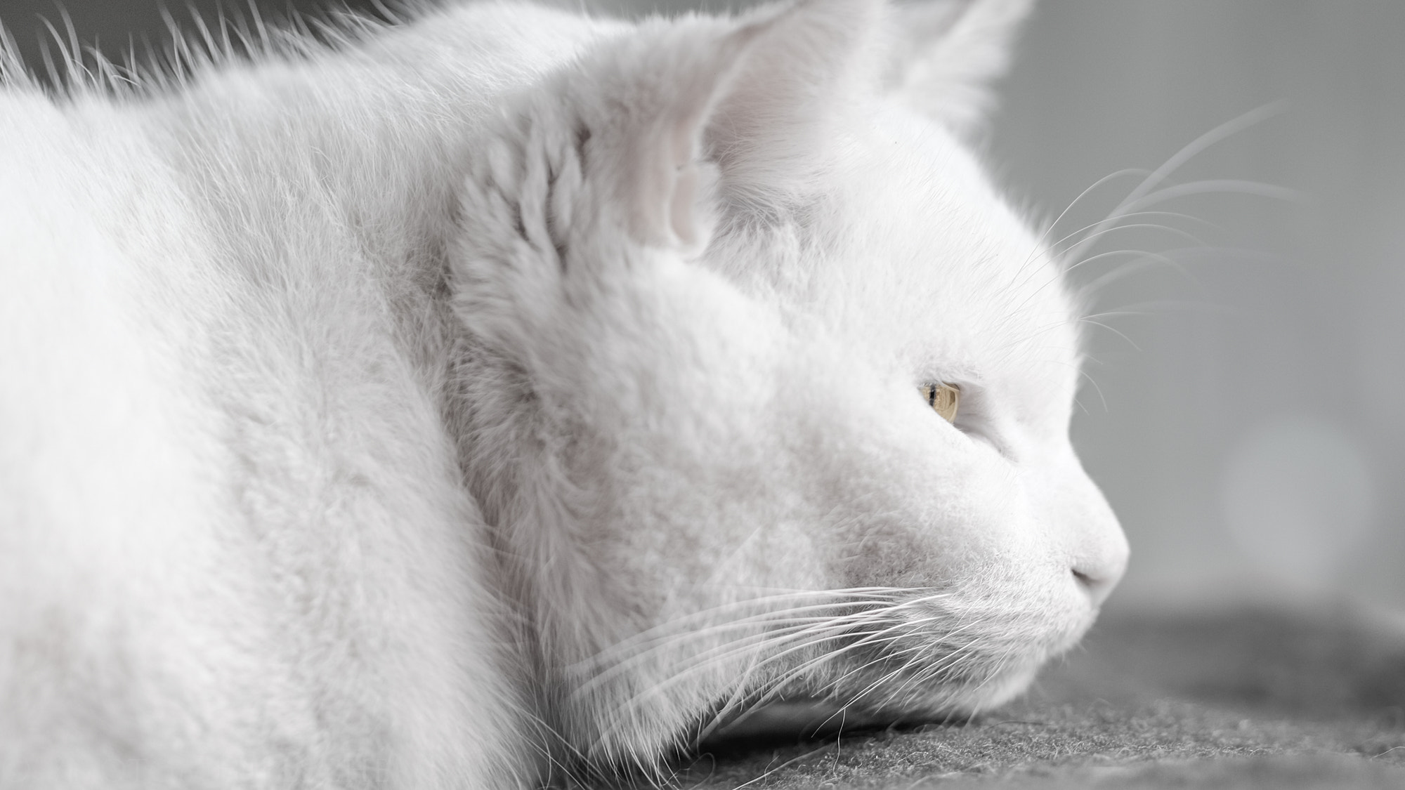 Fujifilm X-T1 + Fujifilm XF 90mm F2 R LM WR sample photo. Zwiebie photography