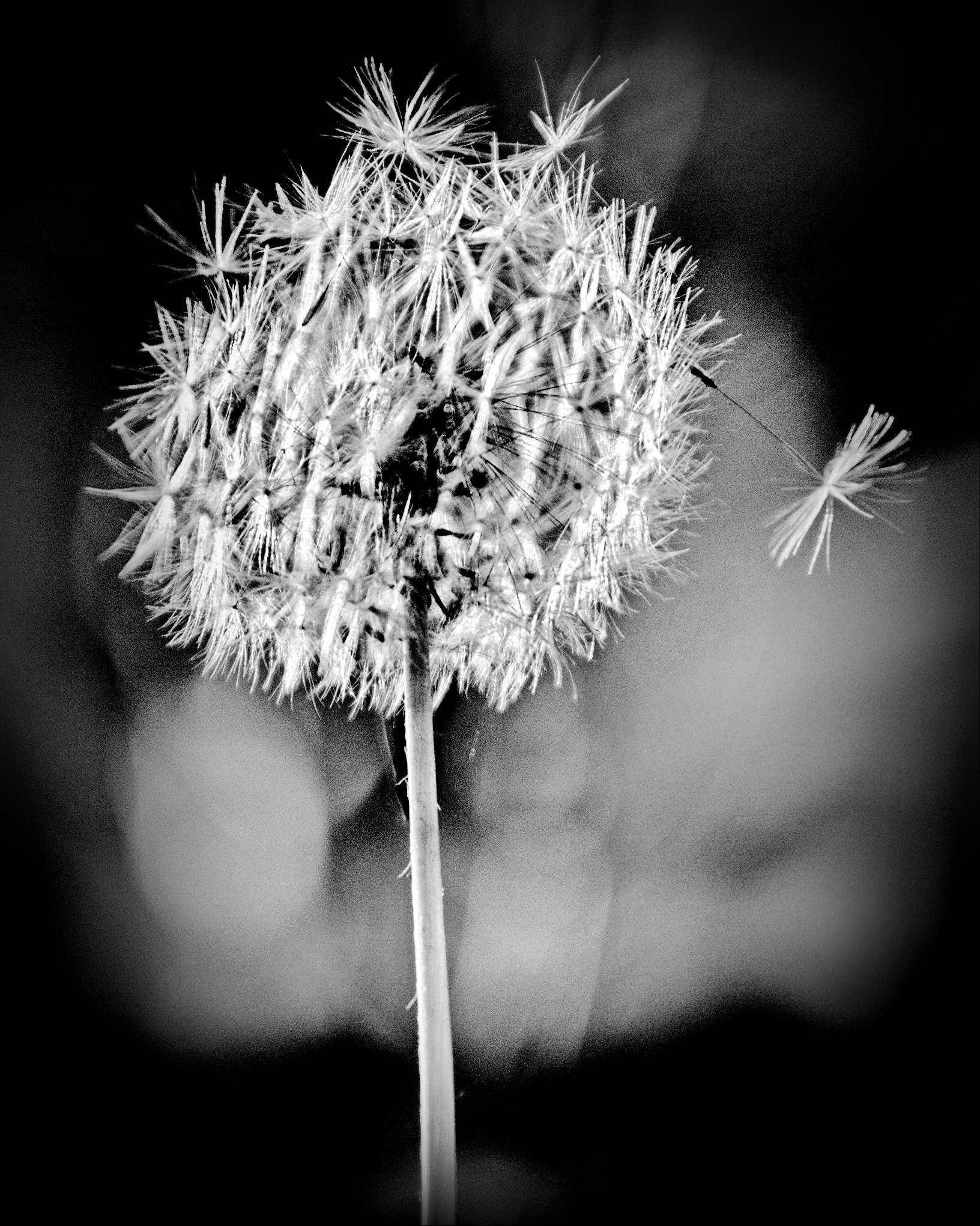 Samsung NX20 sample photo. Dandelion photography