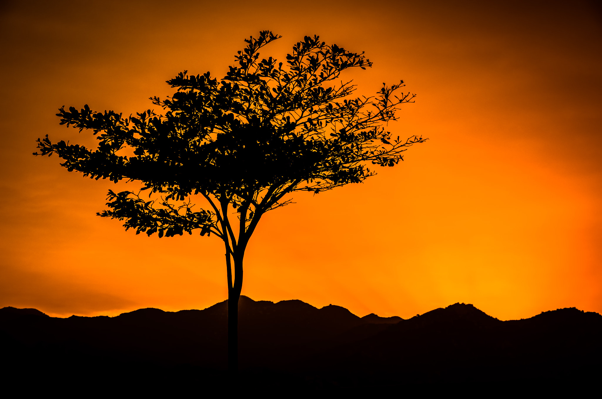 Pentax K-50 sample photo. Sunset tree photography