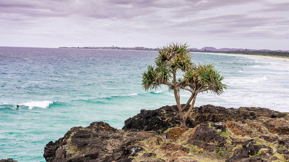 Nikon D800E + Nikon AF-S Nikkor 50mm F1.4G sample photo. Fingal with dolphin photography