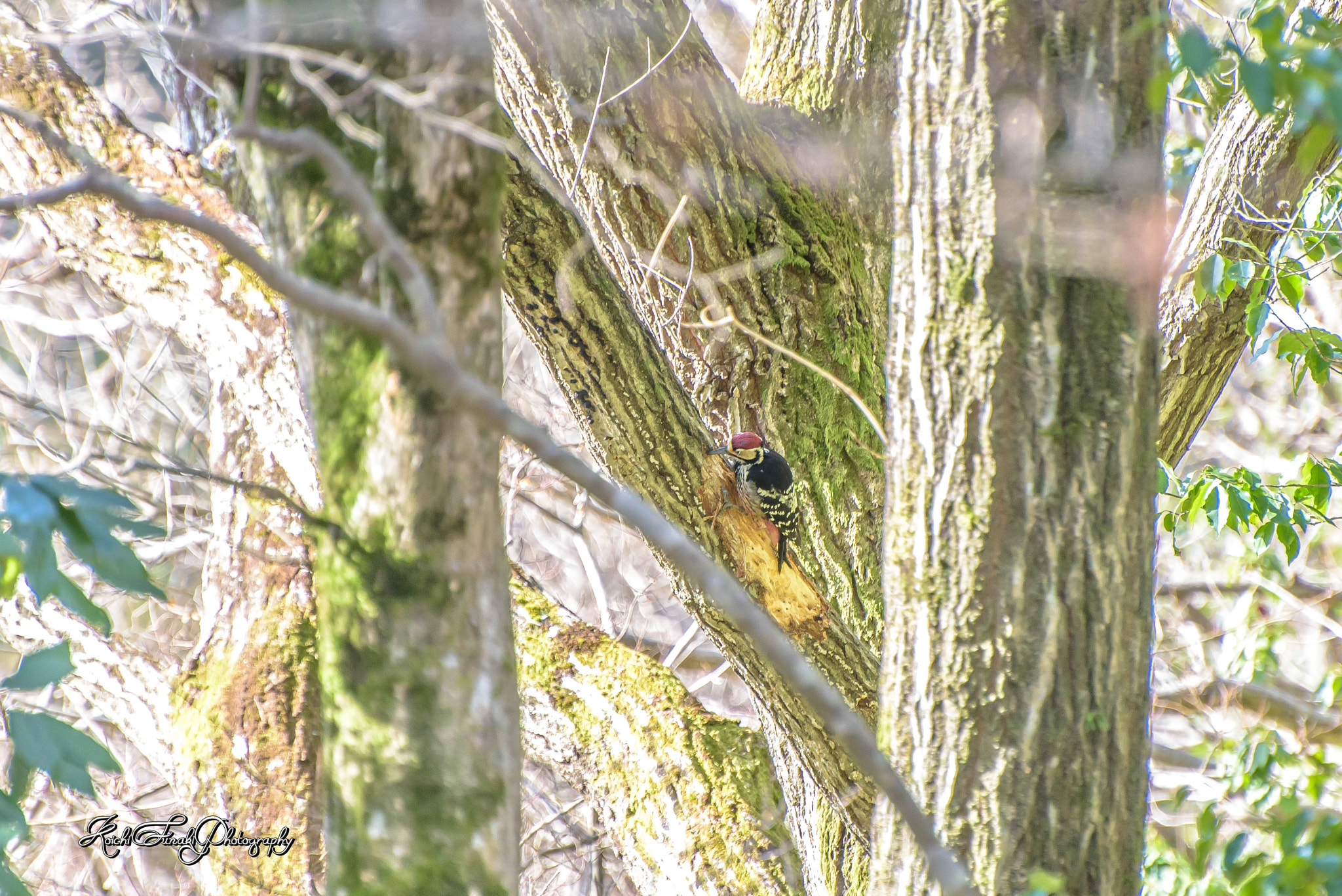 Nikon D810 sample photo. During woodpecker meals photography