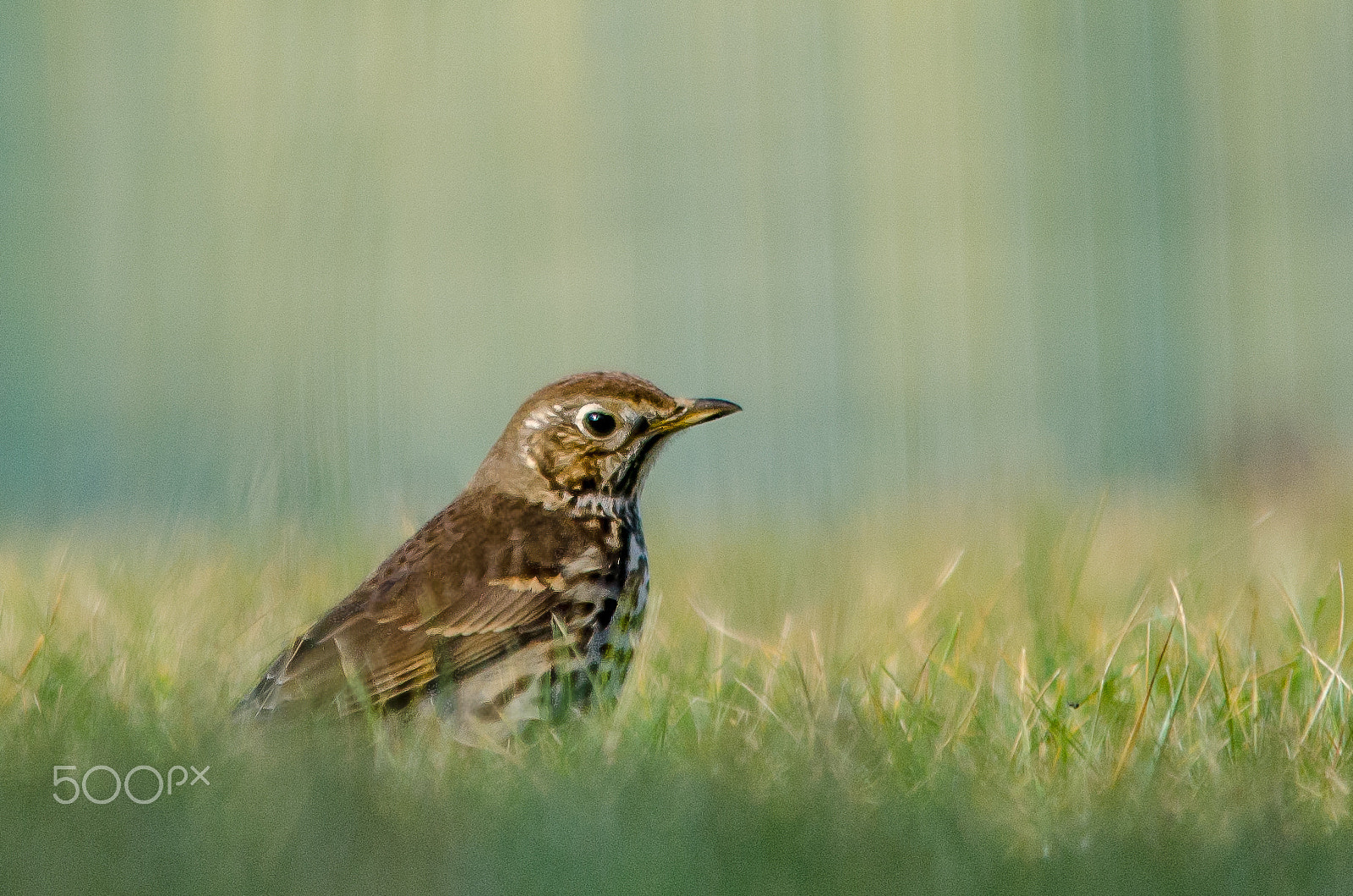 Sigma 150-500mm F5-6.3 DG OS HSM sample photo. Grive photography