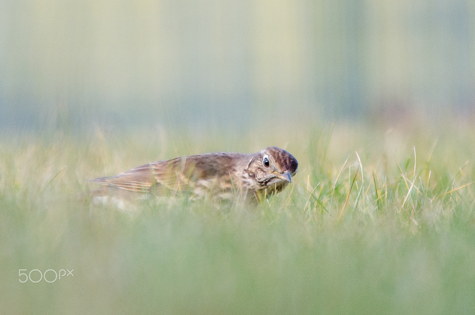 Sigma 150-500mm F5-6.3 DG OS HSM sample photo. Grive photography