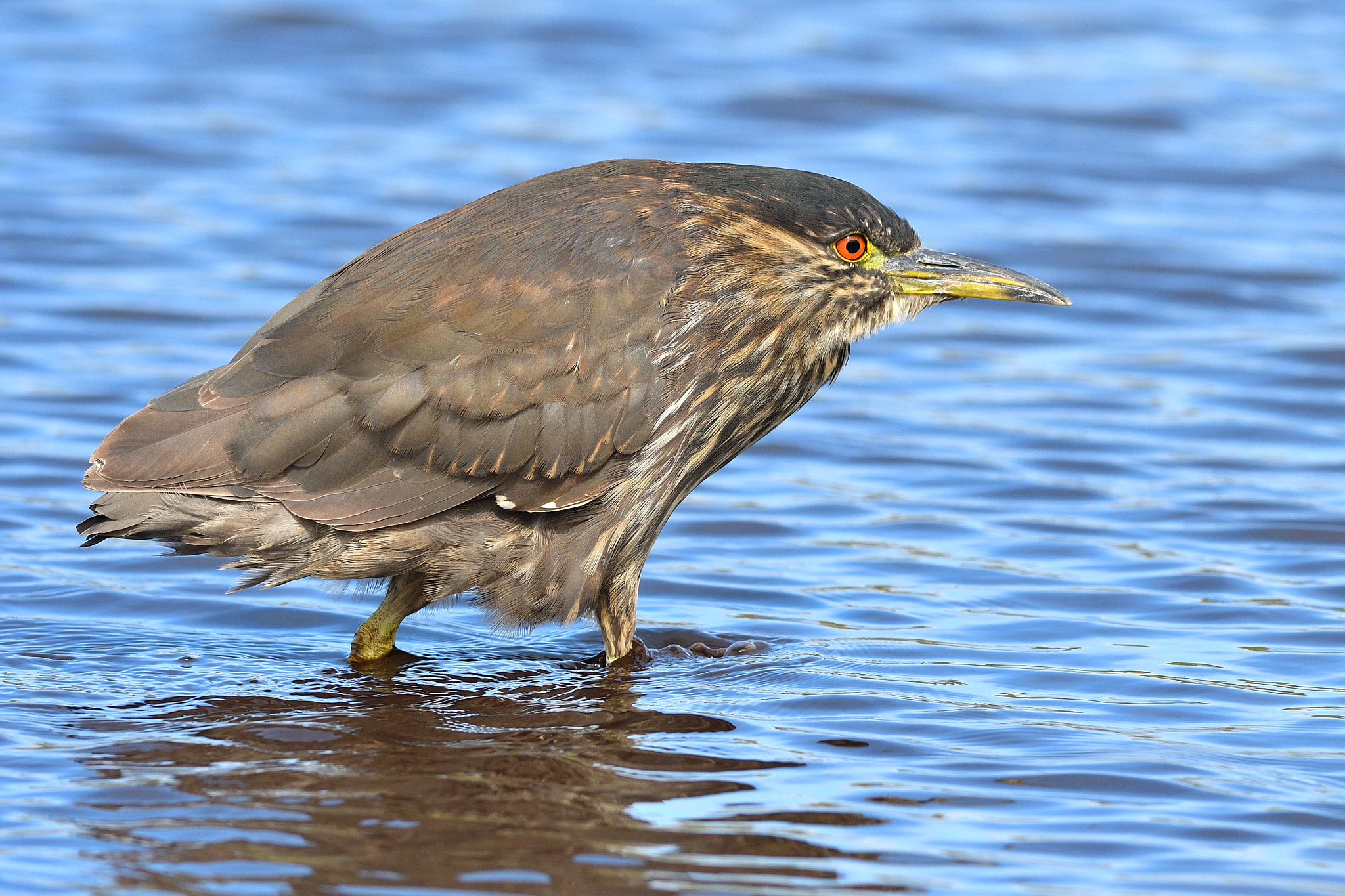 Nikon AF-S Nikkor 300mm F2.8G ED VR II sample photo. Black-crowned night heron (juvenile) photography