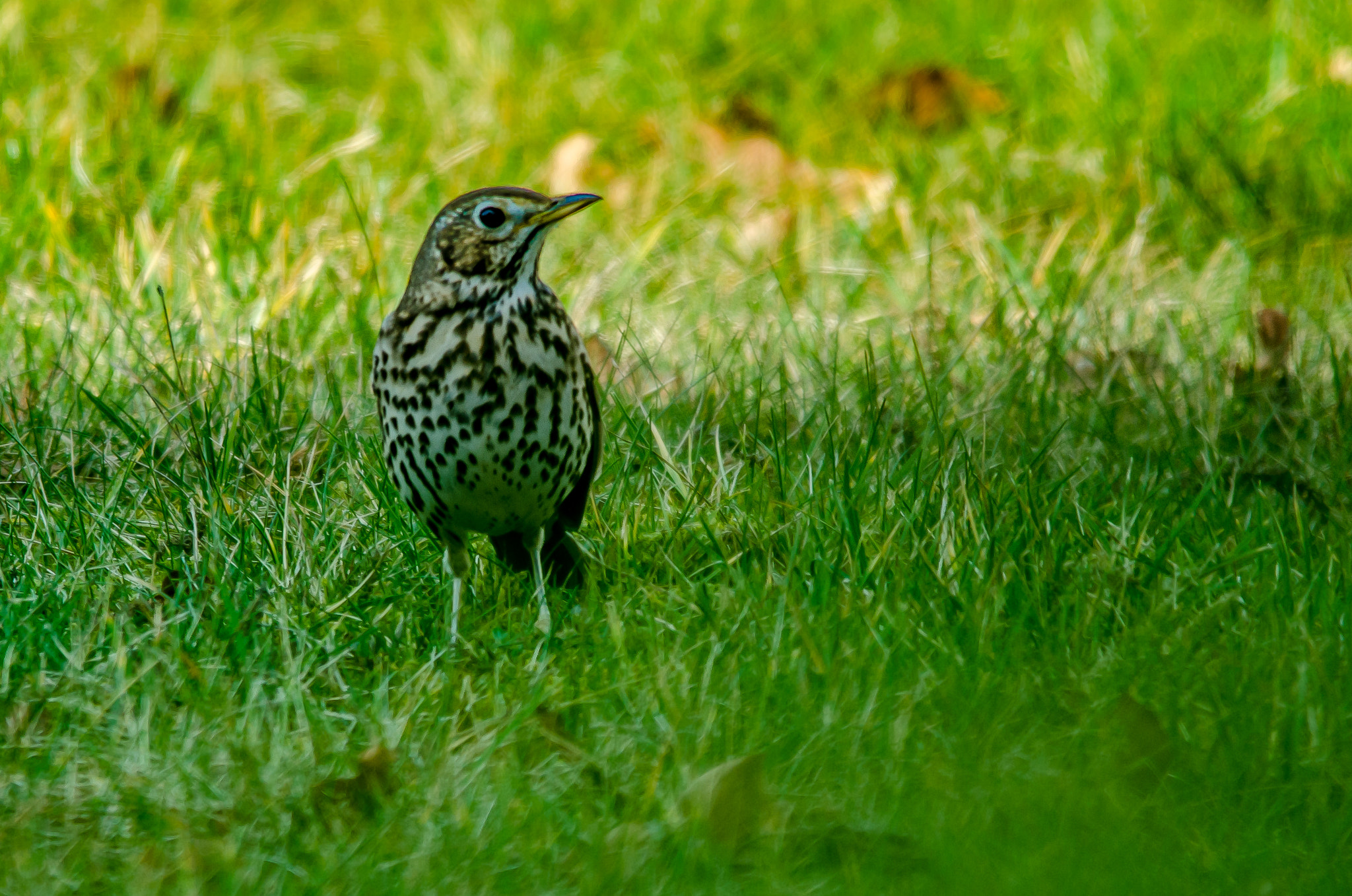 Sigma 150-500mm F5-6.3 DG OS HSM sample photo. Grive photography