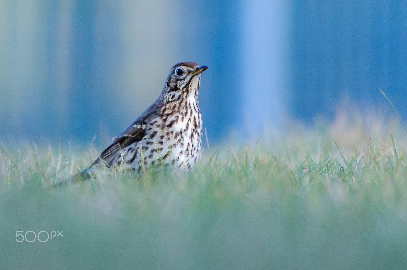 Sigma 150-500mm F5-6.3 DG OS HSM sample photo. Grive photography
