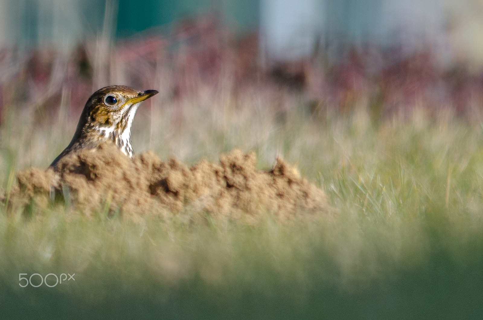 Sigma 150-500mm F5-6.3 DG OS HSM sample photo. Grive photography