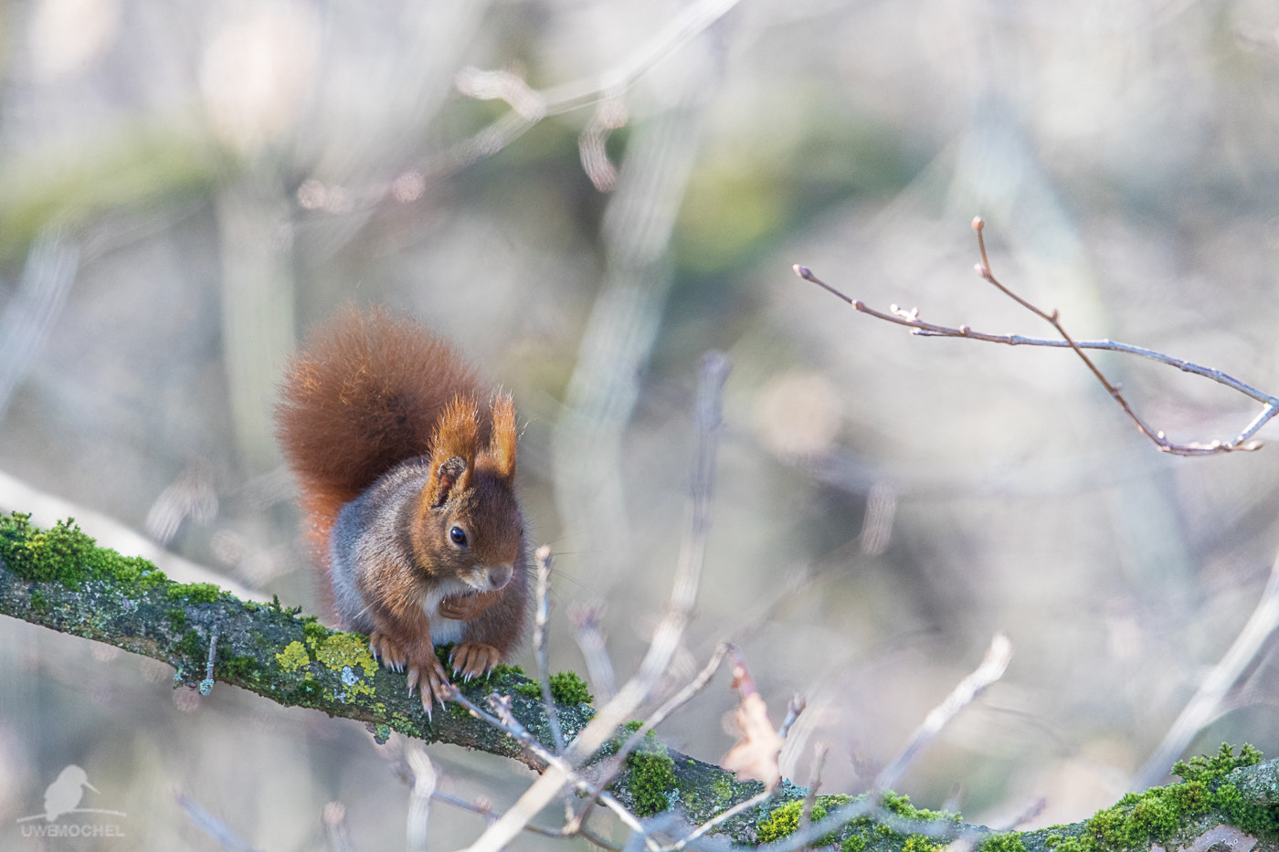 Canon EOS-1D X Mark II sample photo. Eichhörnchen (sciurus vulgaris) photography