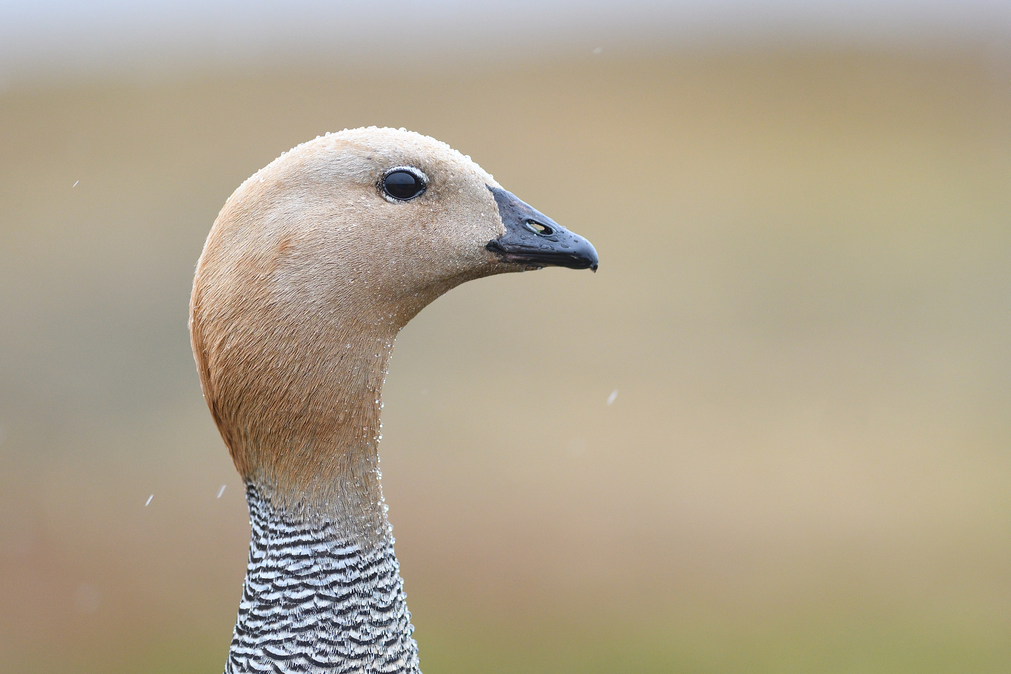 Nikon AF-S Nikkor 300mm F2.8G ED VR II sample photo. Ruddy-headed goose photography