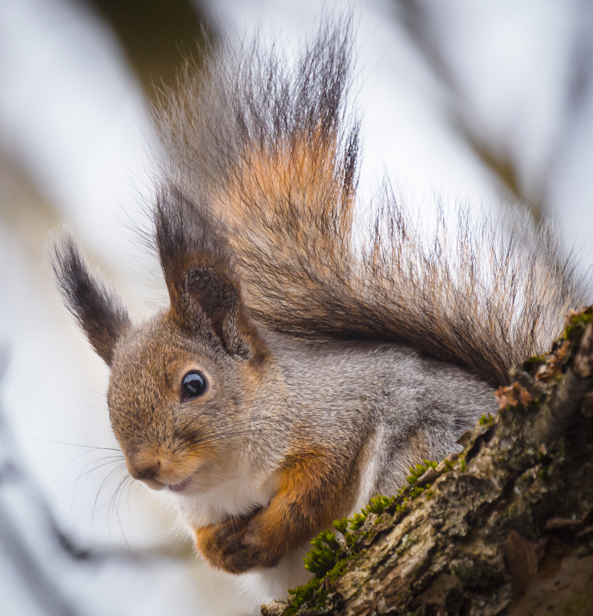 Nikon Nikkor AF-S 300mm F4E PF ED VR sample photo. ***** photography