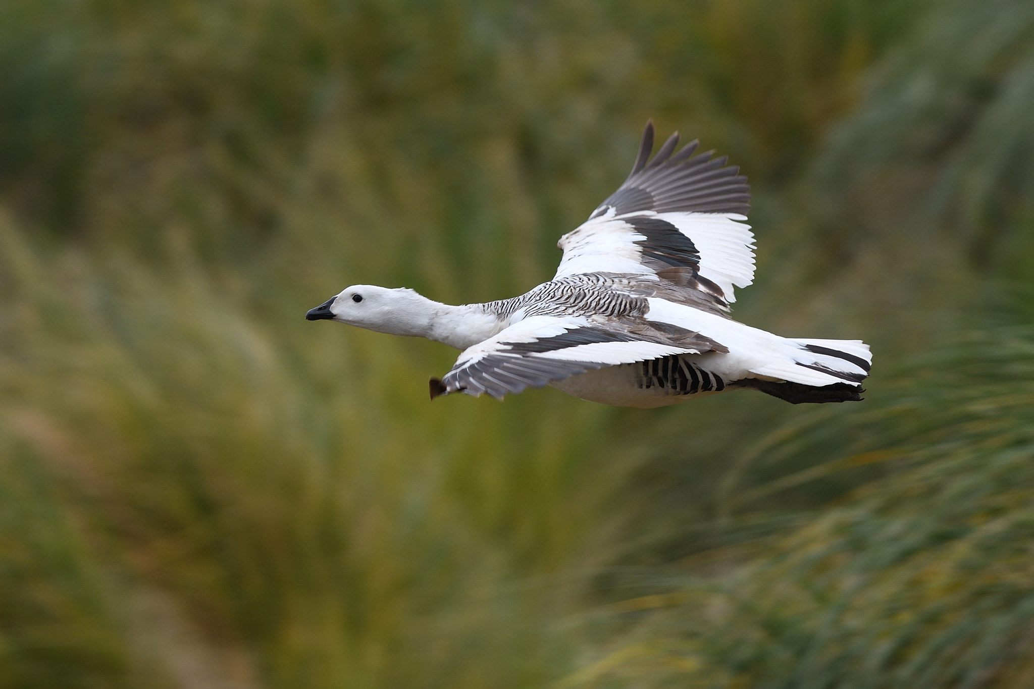 Nikon AF-S Nikkor 300mm F2.8G ED VR II sample photo. Upland goose (male) photography