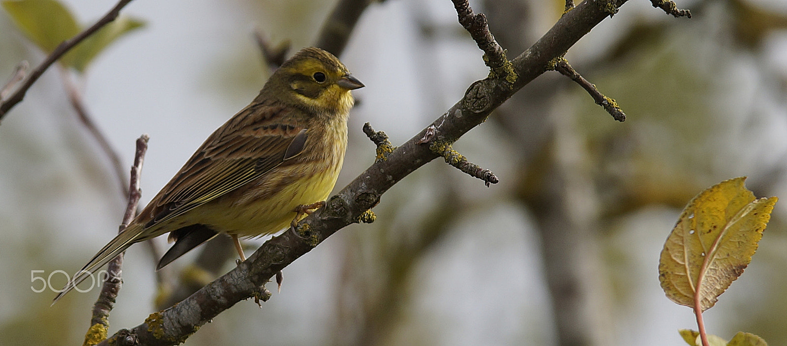 Sony SLT-A57 + Tamron Lens (255) sample photo. Yellowhammer photography
