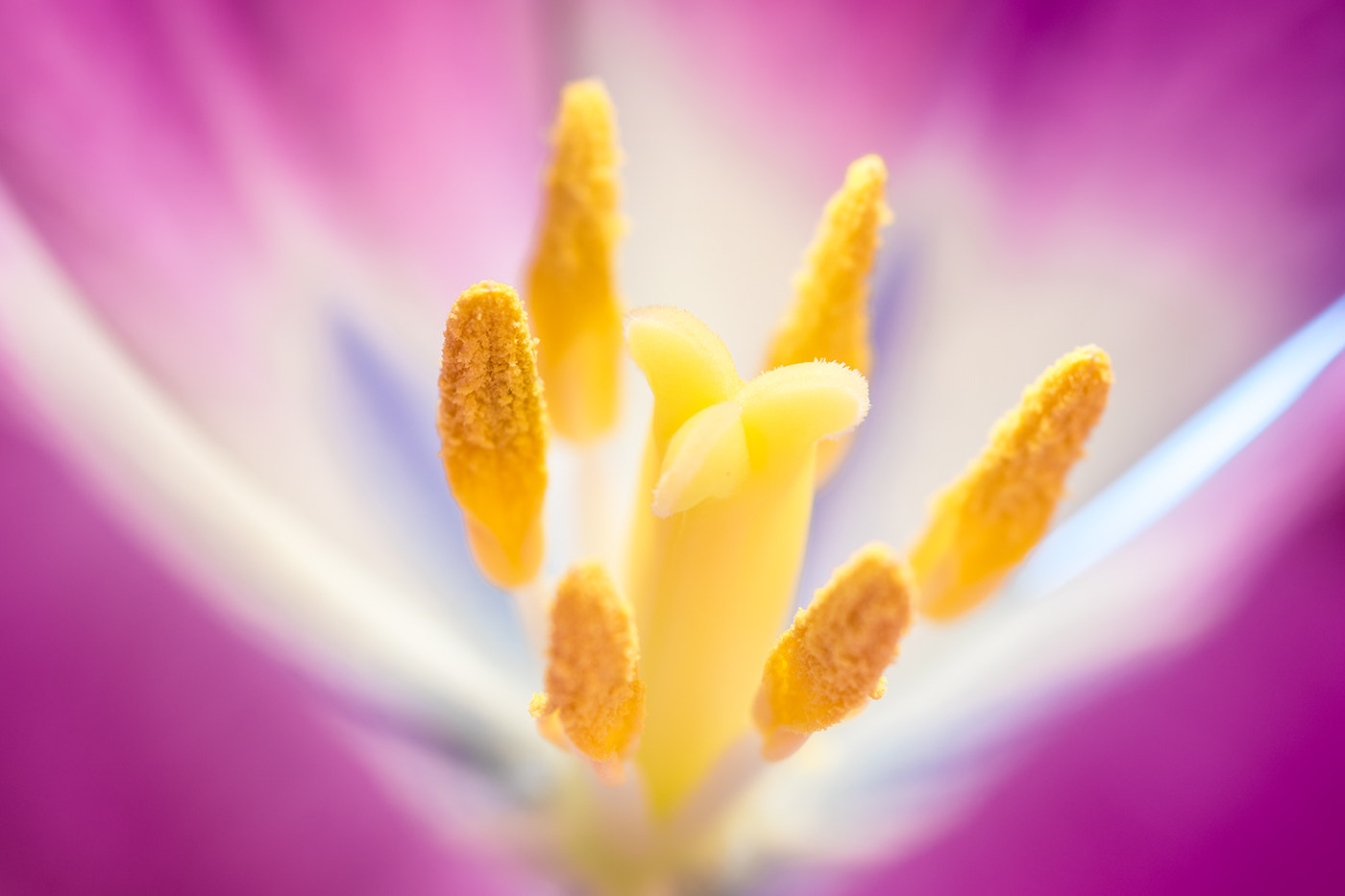 Sigma 105mm F2.8 EX DG Macro sample photo. Tulip photography
